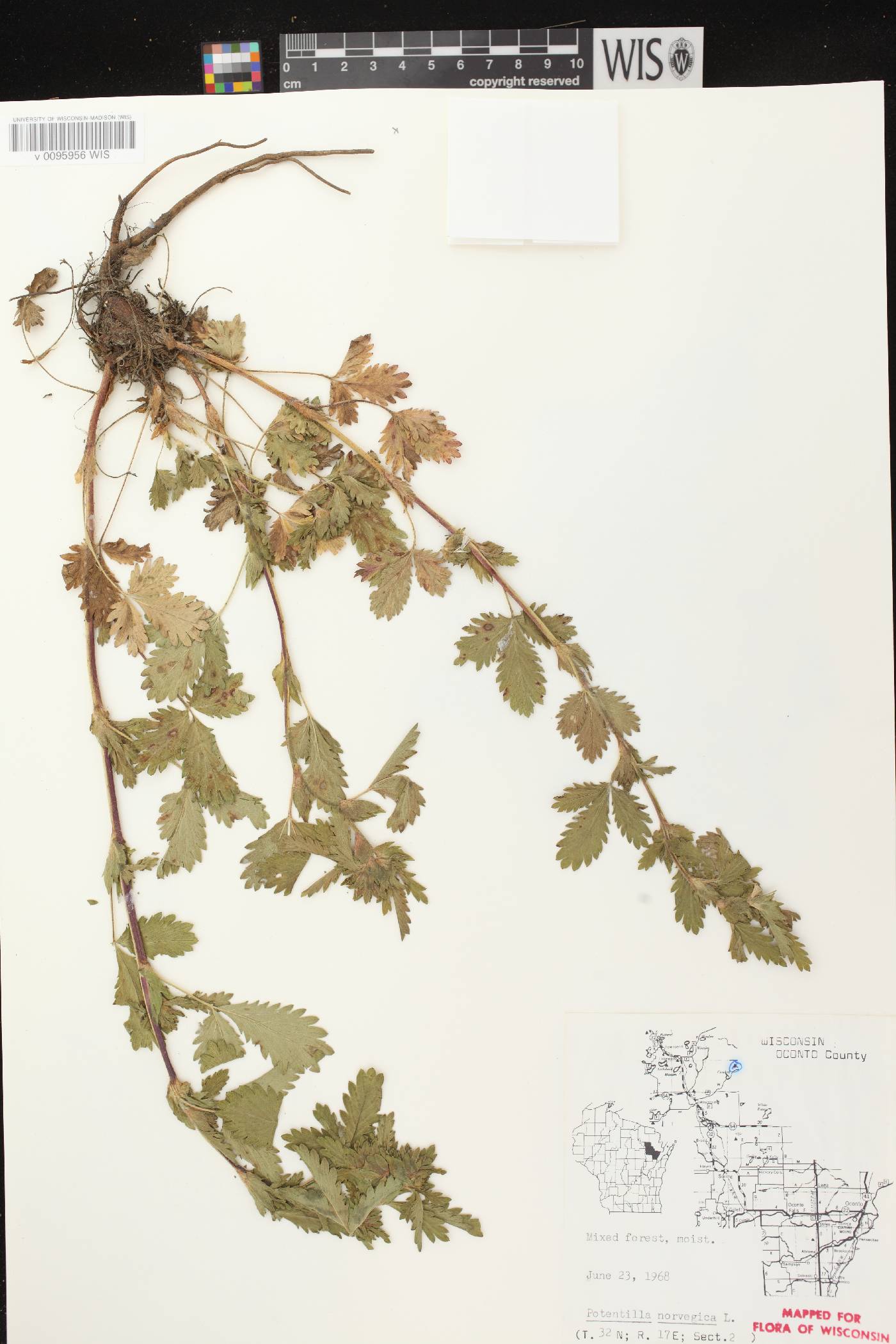 Potentilla norvegica image