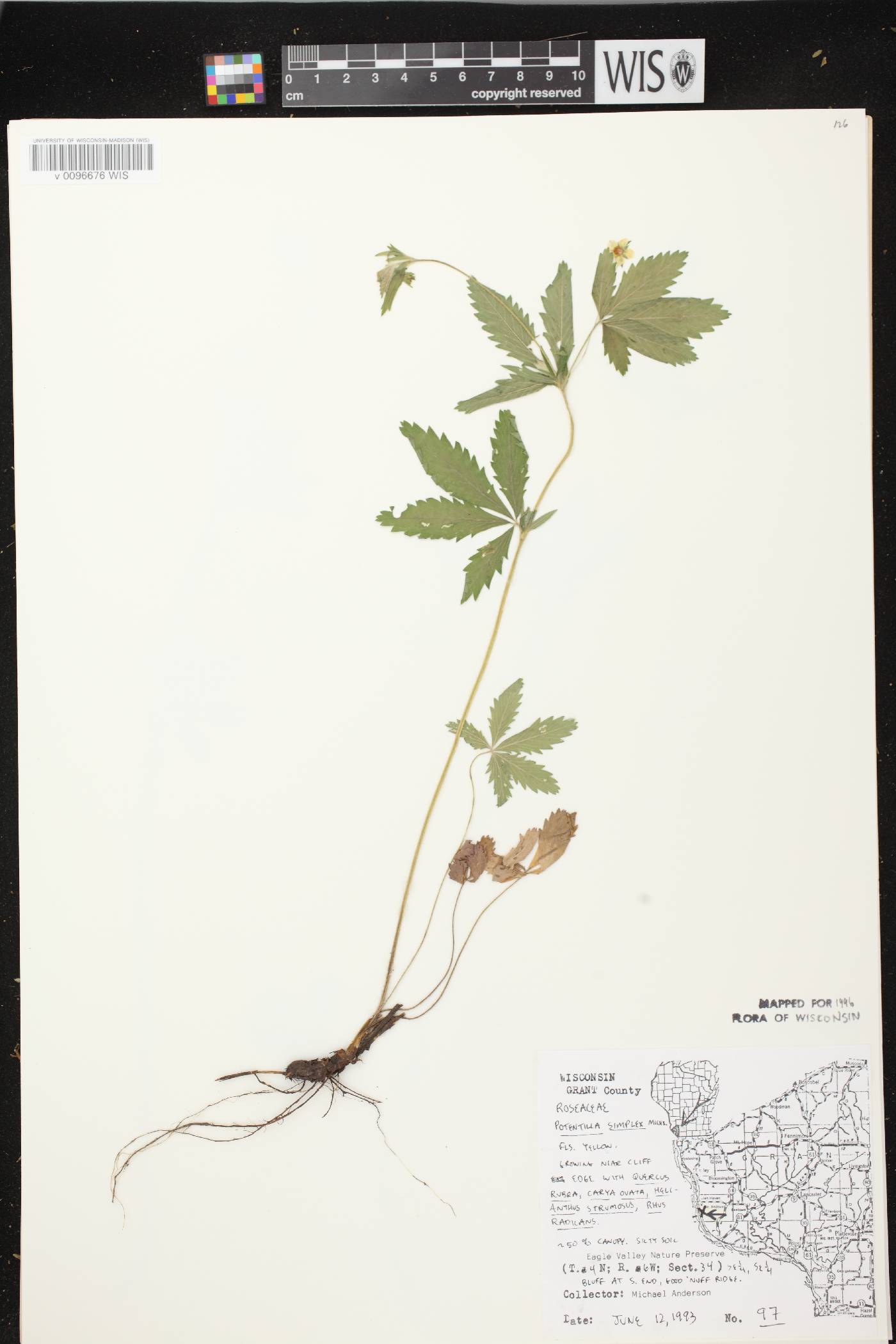 Potentilla simplex image