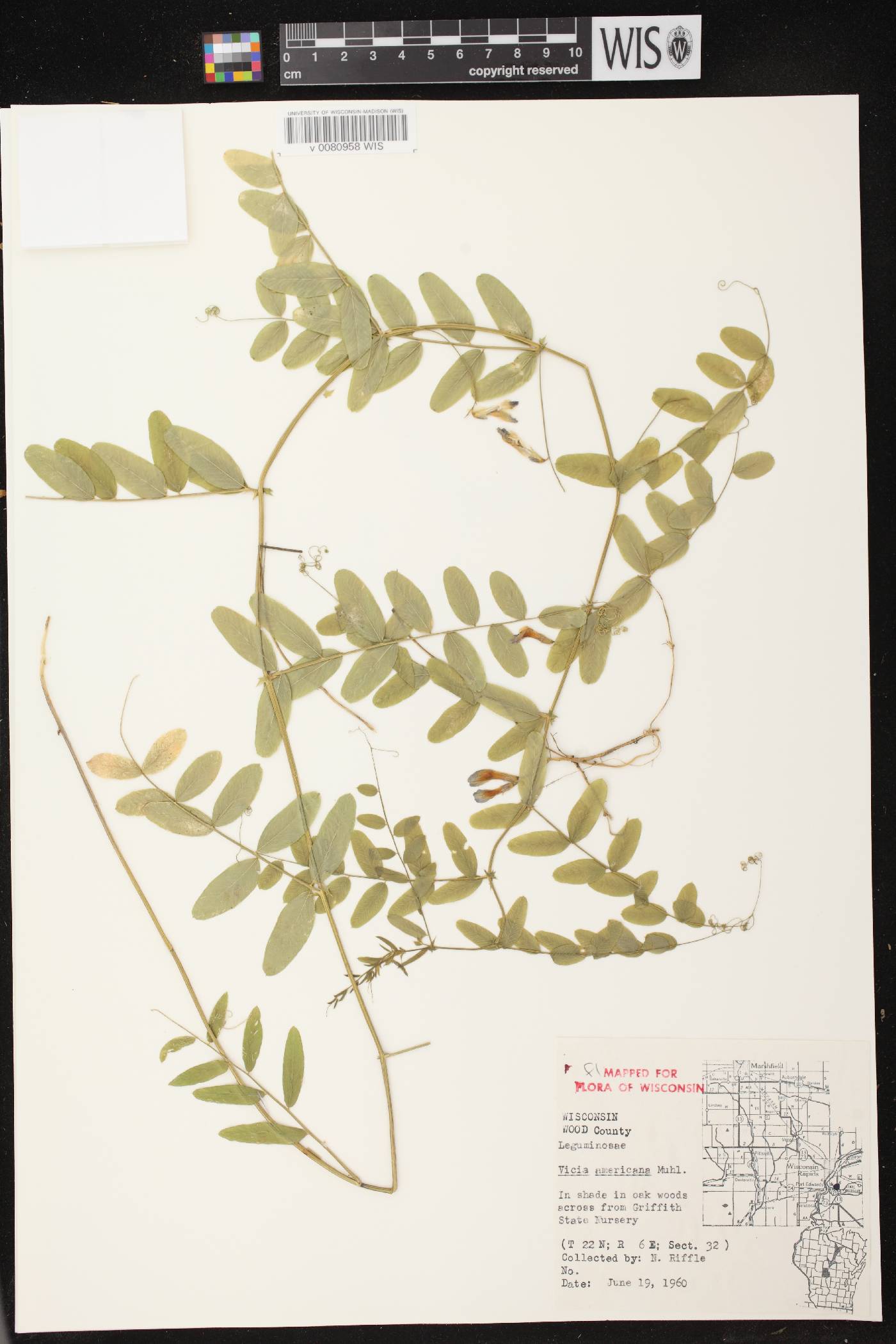 Vicia americana image