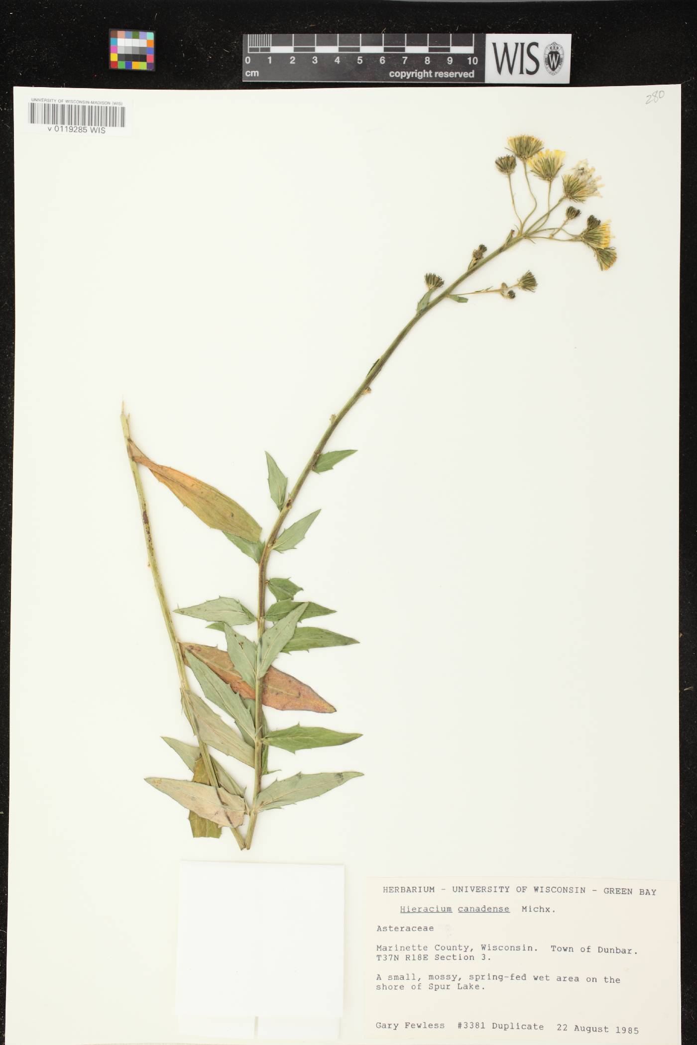 Hieracium umbellatum image