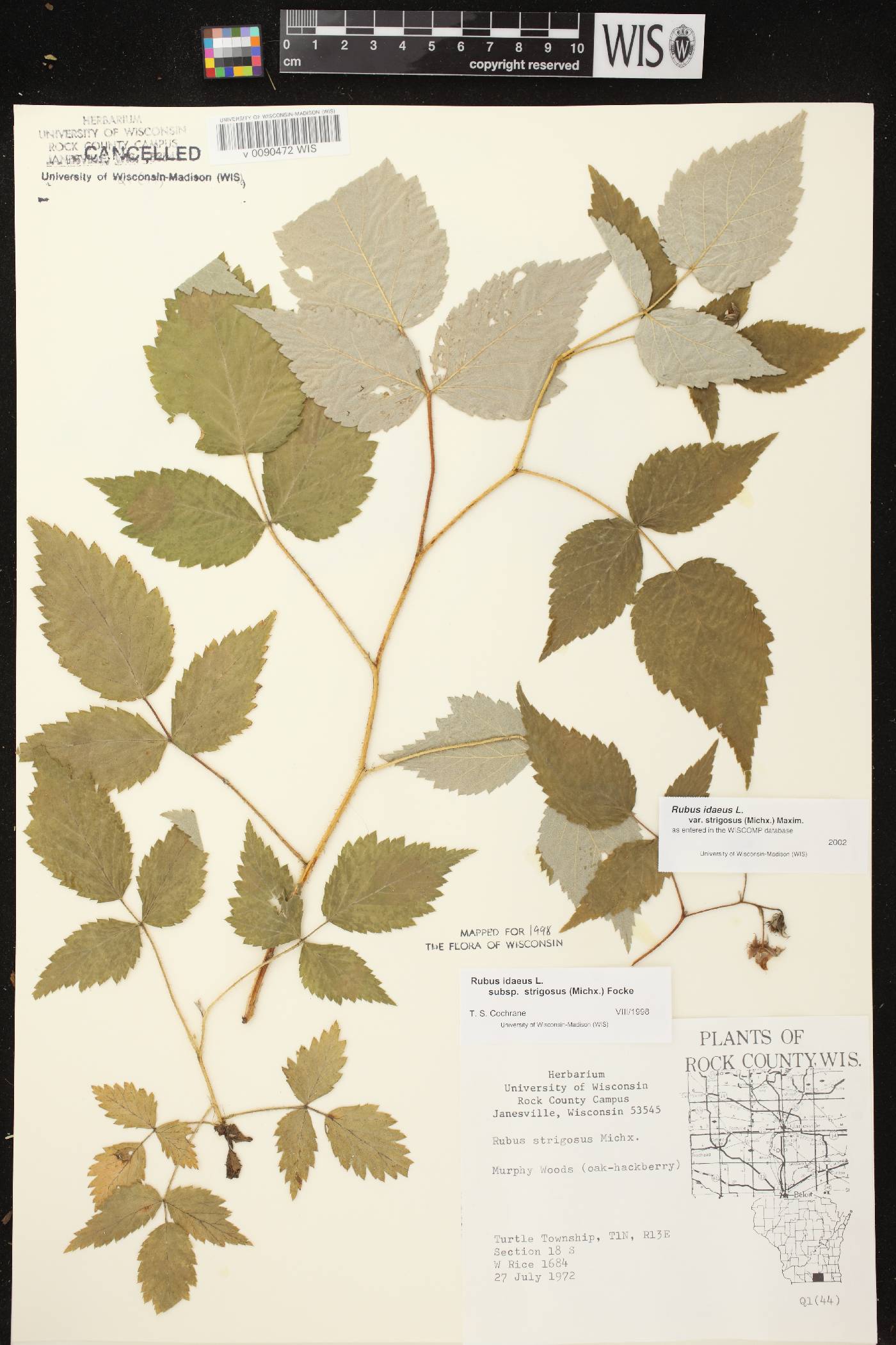 Rubus idaeus subsp. strigosus image