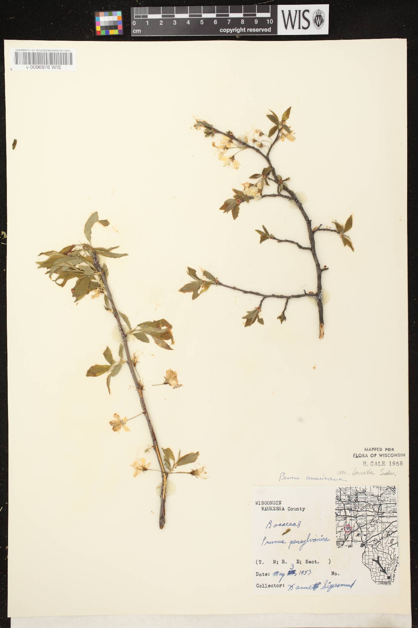 Prunus americana image