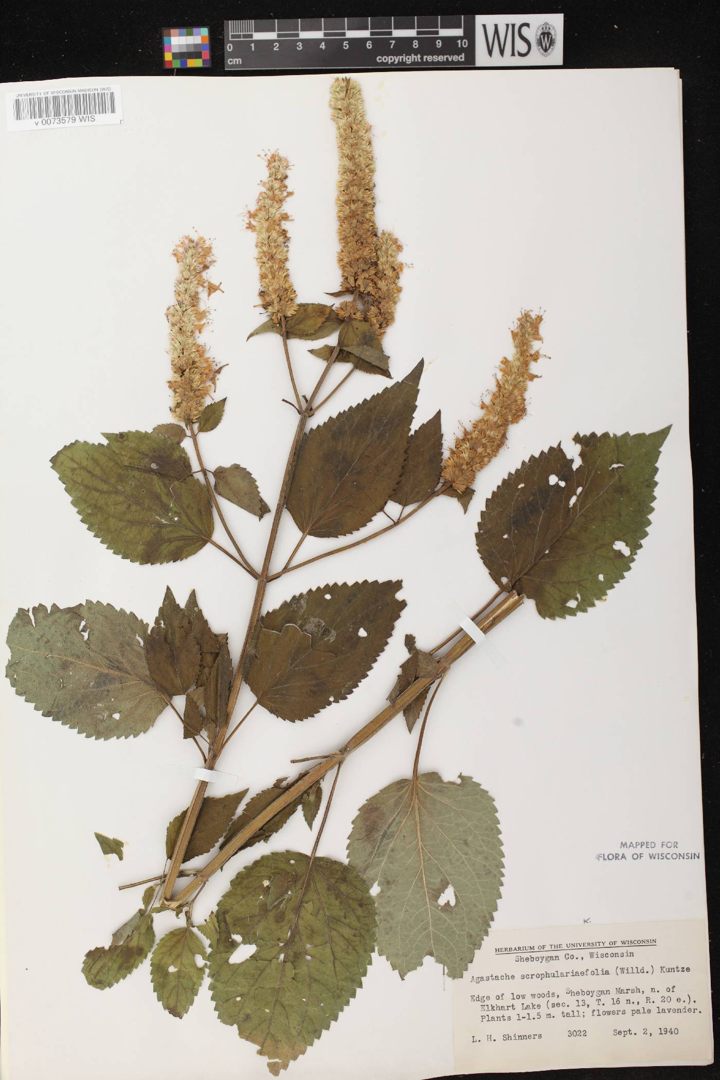 Agastache scrophulariifolia image