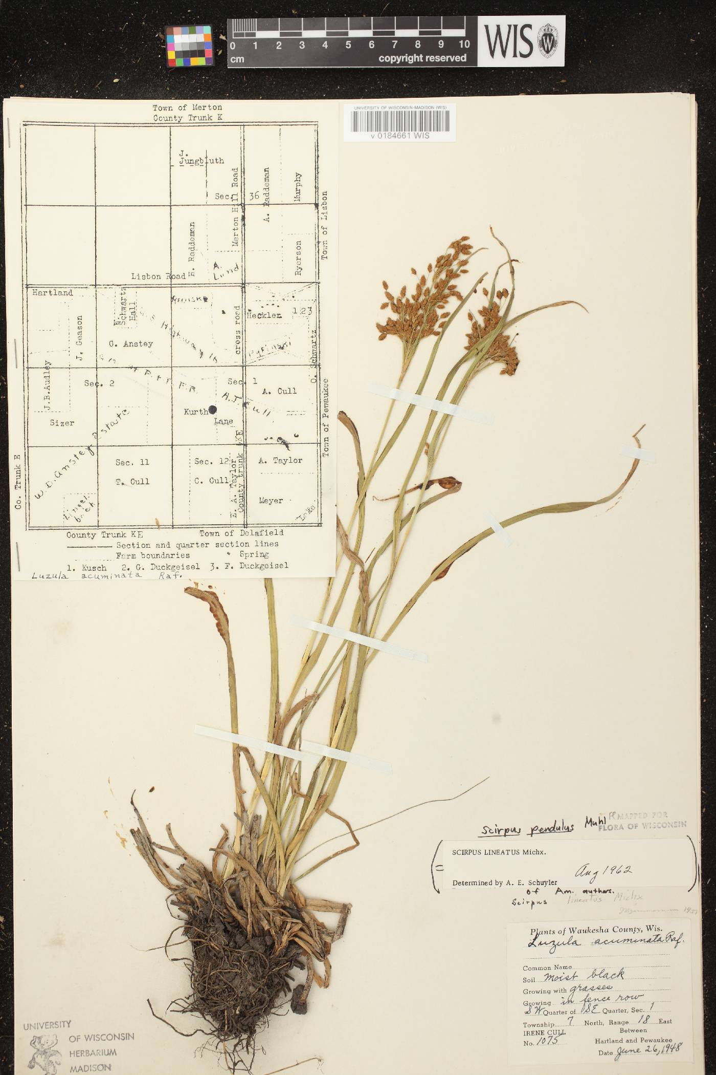 Scirpus pendulus image