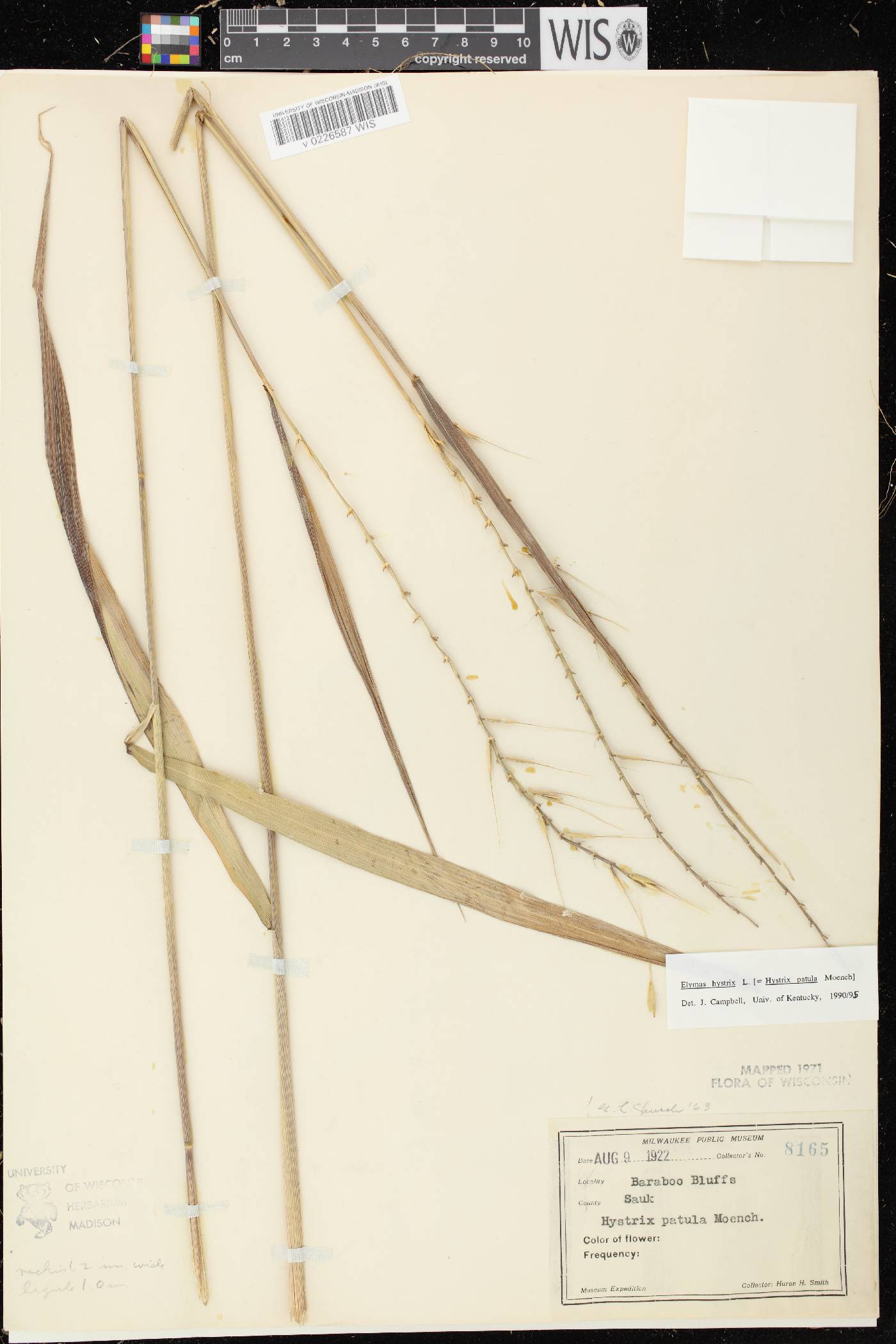Elymus hystrix var. hystrix image