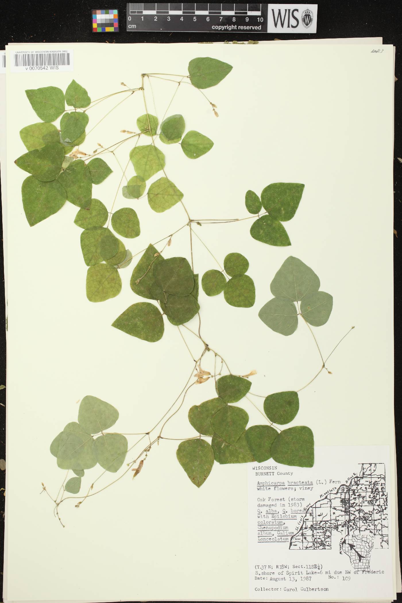 Amphicarpaea bracteata image