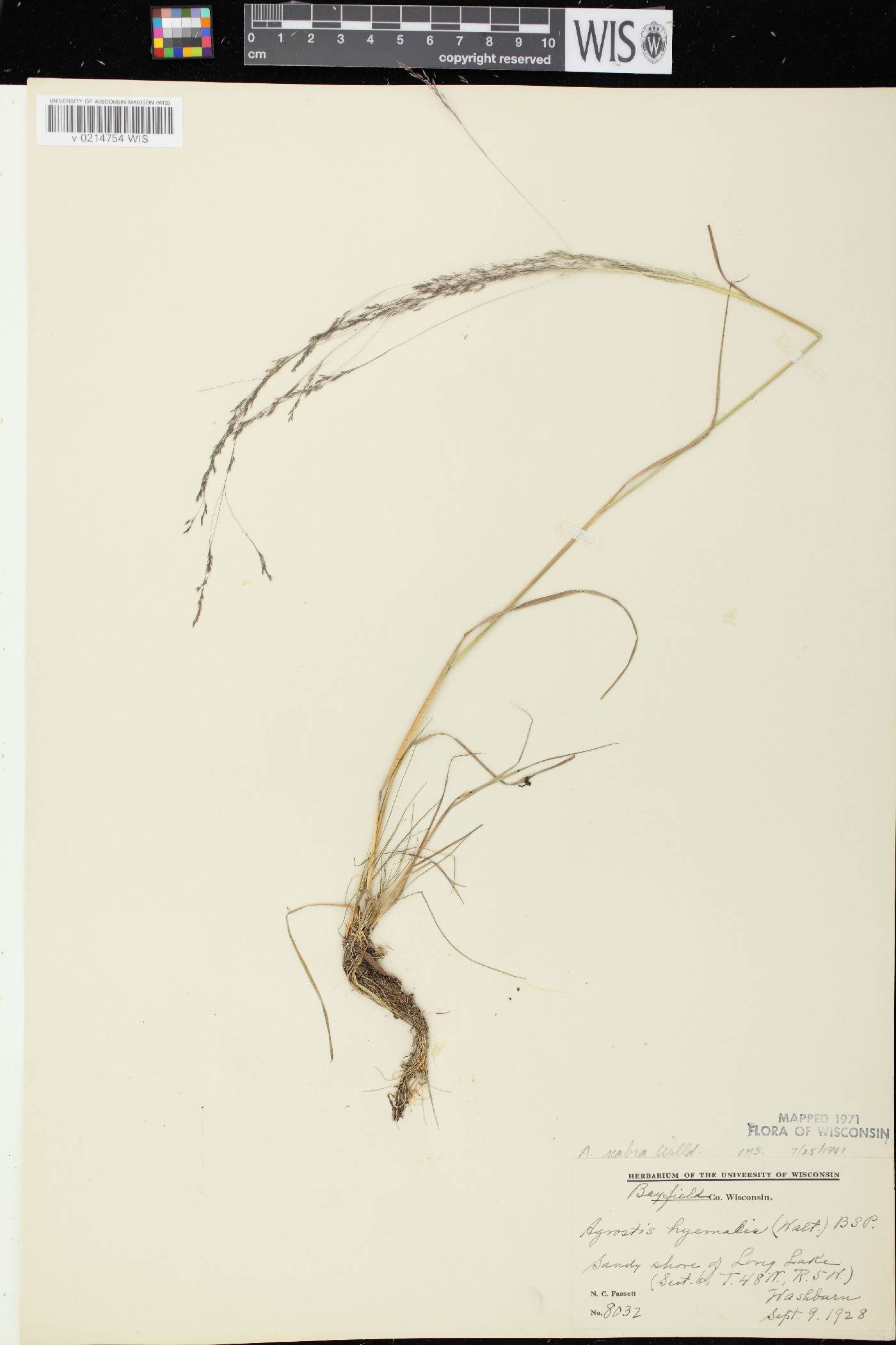 Agrostis scabra image