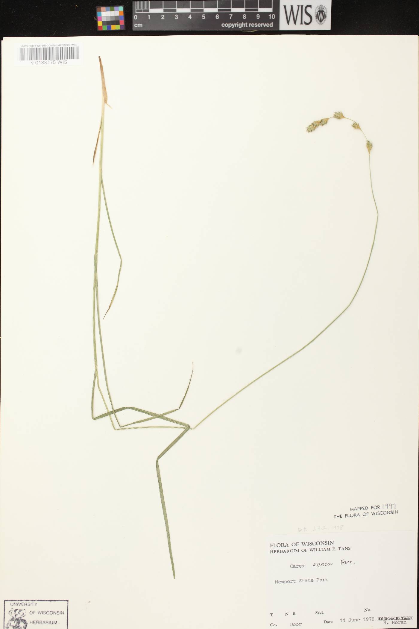 Carex foenea image