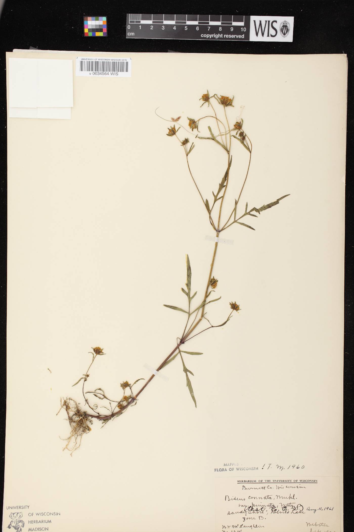 Bidens connata image