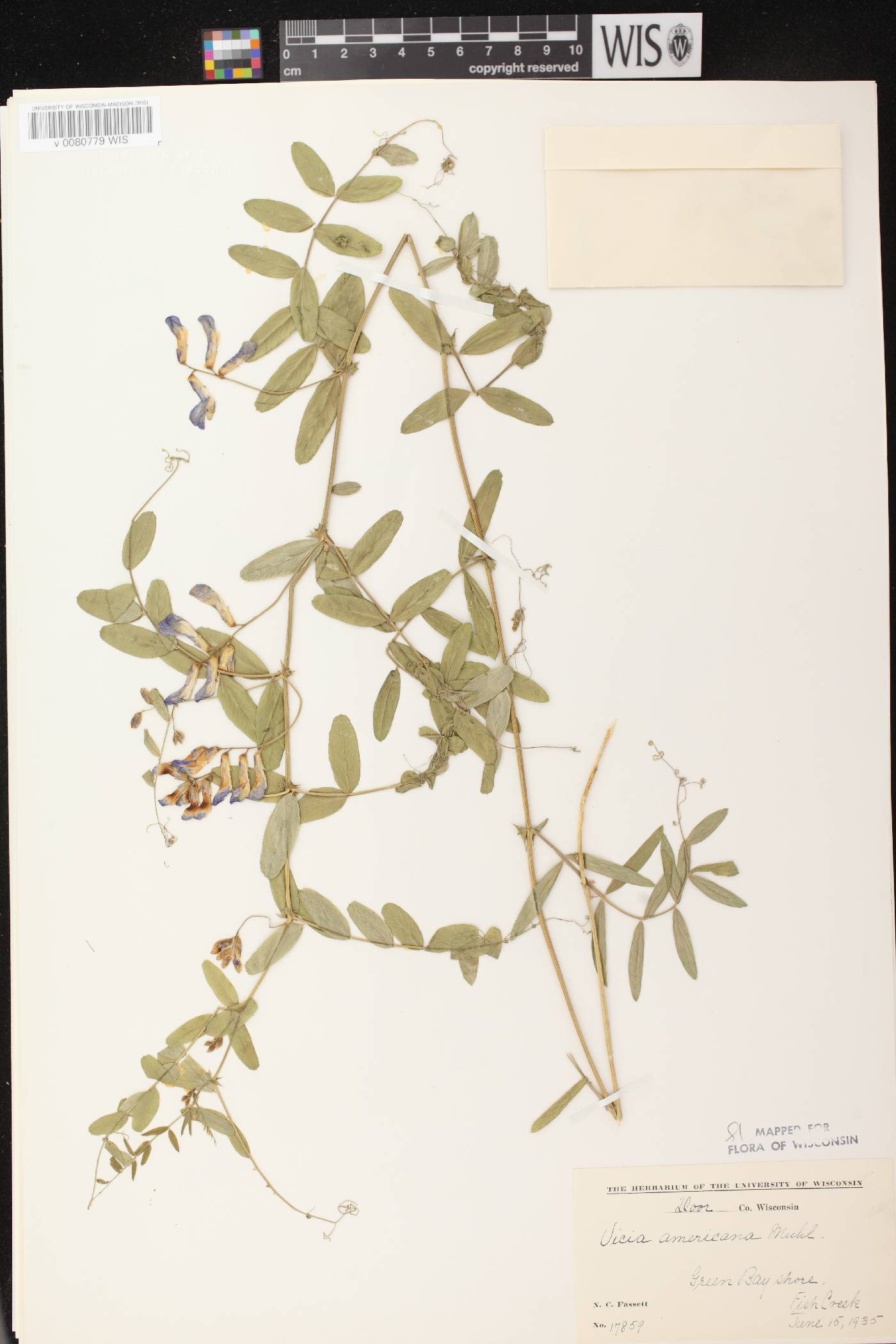Vicia americana subsp. americana image