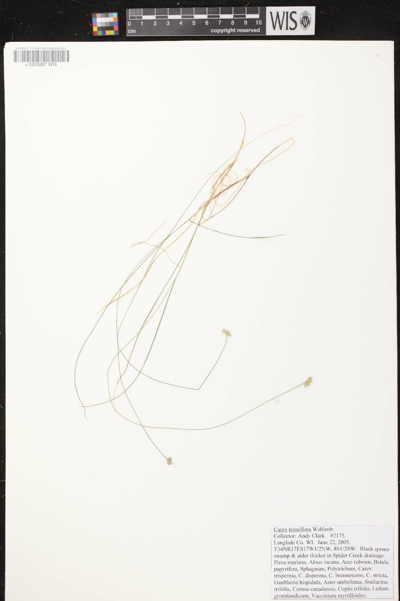 Carex tenuiflora image