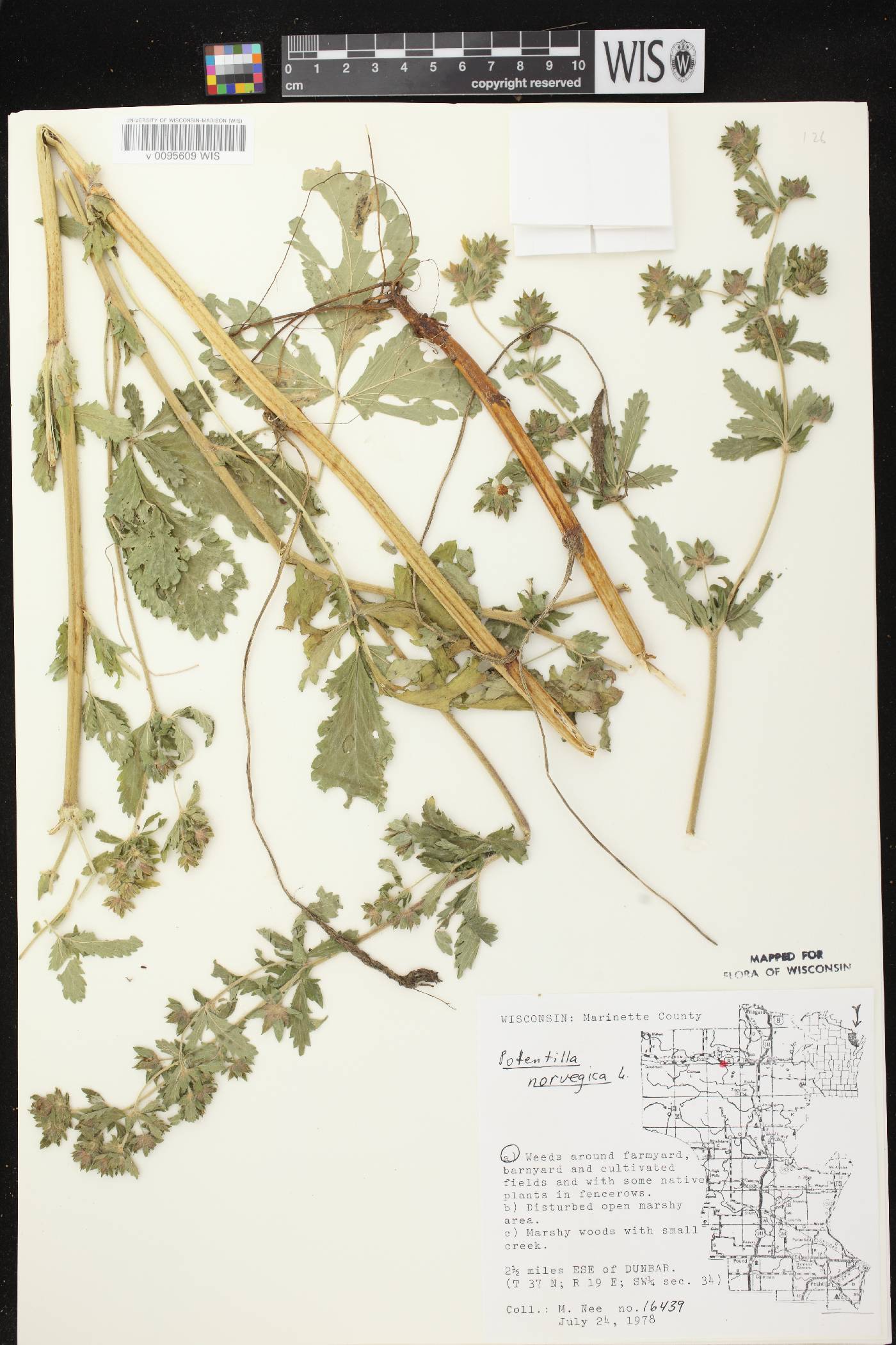 Potentilla norvegica image