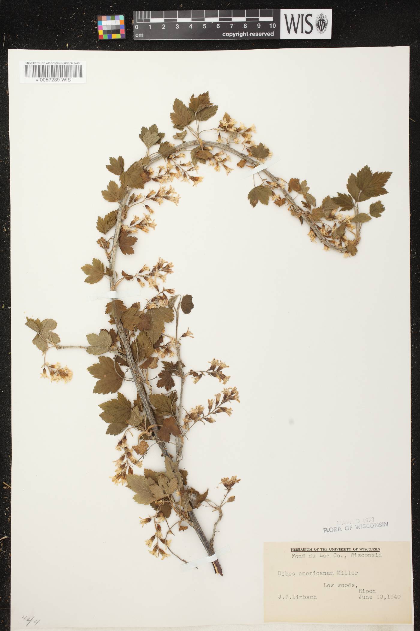 Ribes americanum image