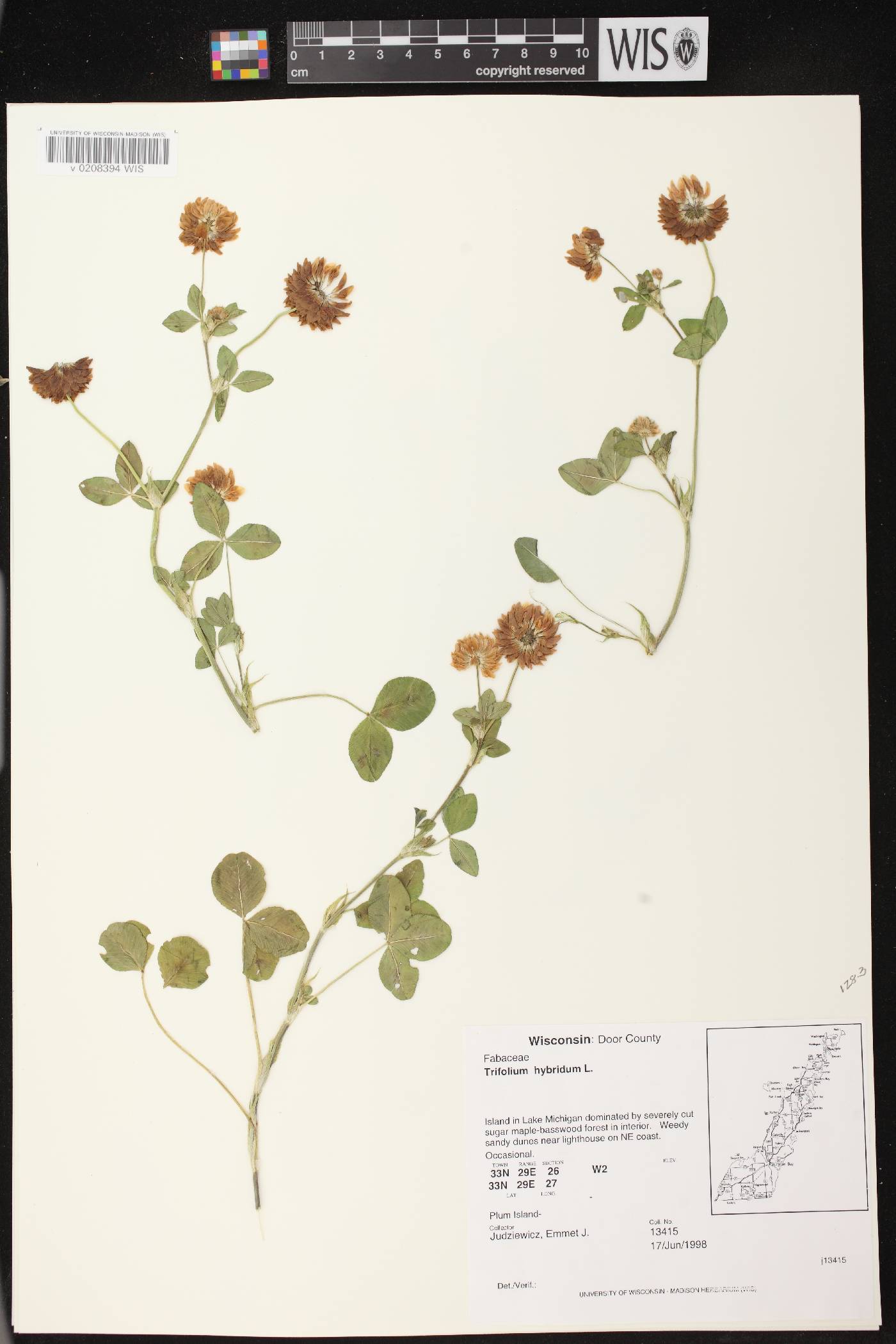 Trifolium hybridum image