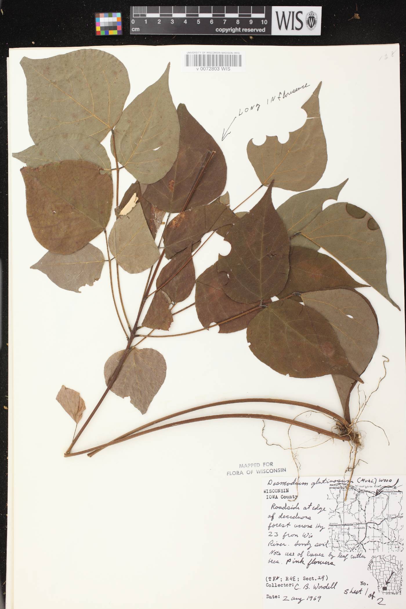 Hylodesmum glutinosum image