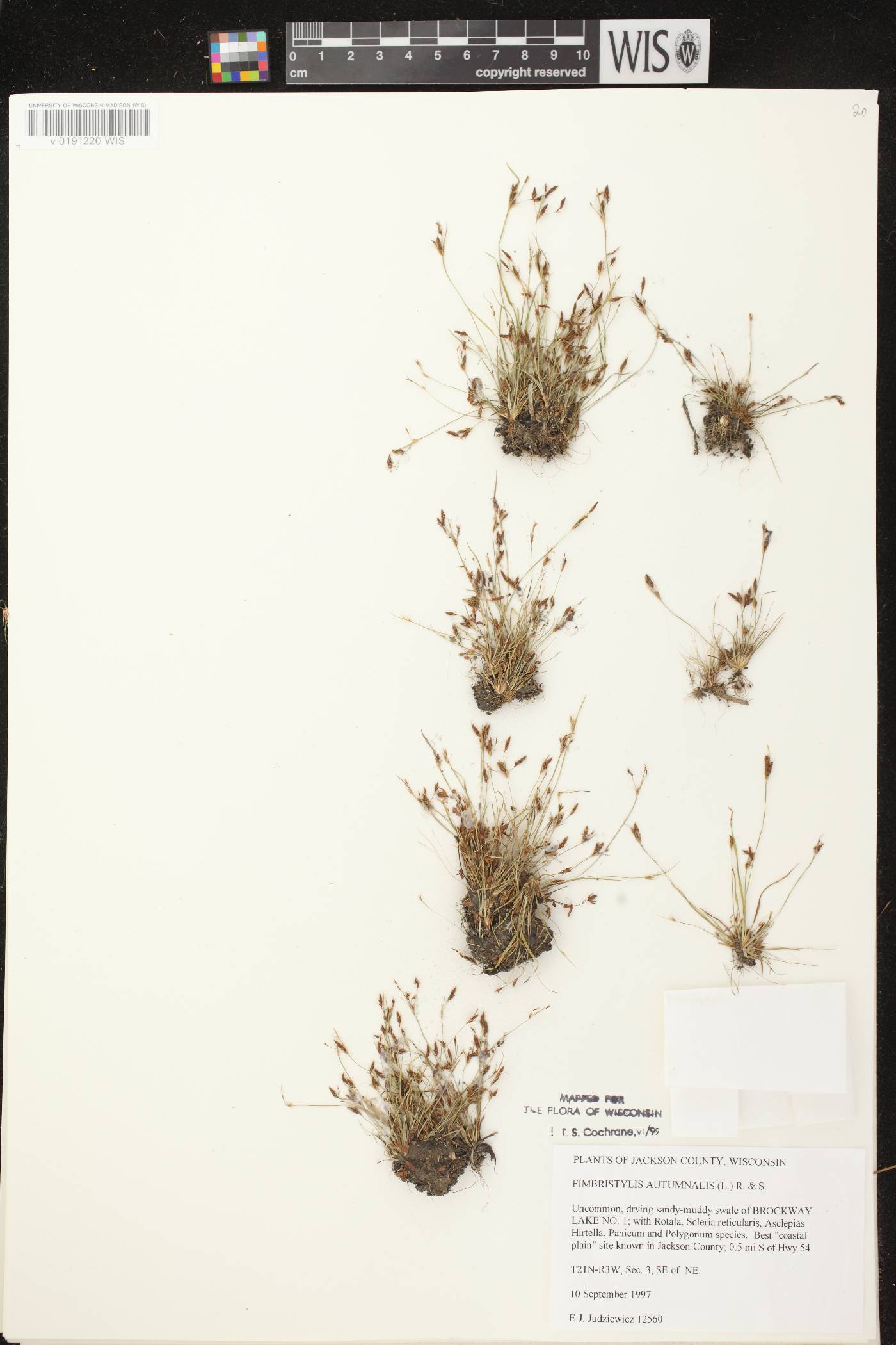 Fimbristylis autumnalis image