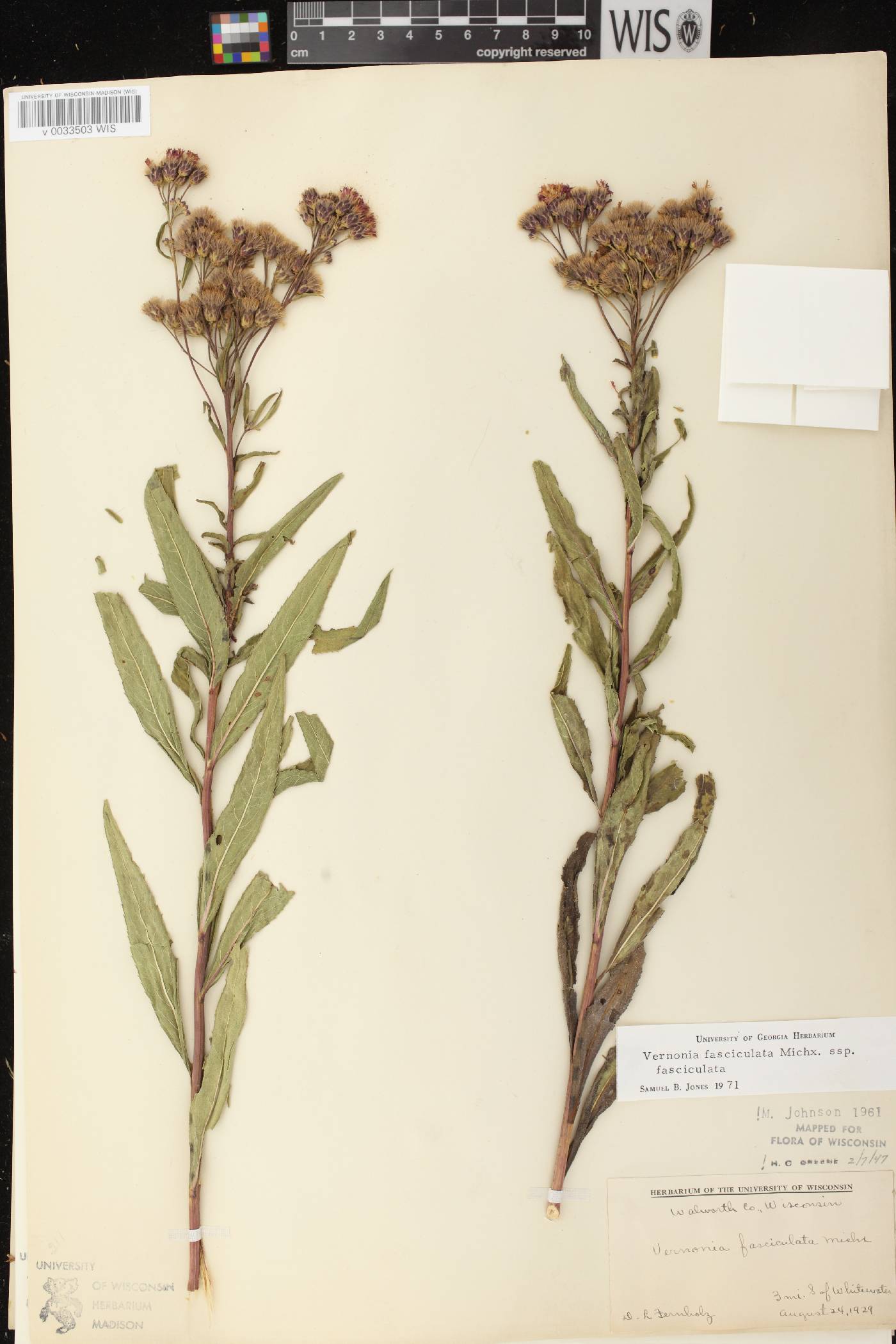 Vernonia fasciculata image