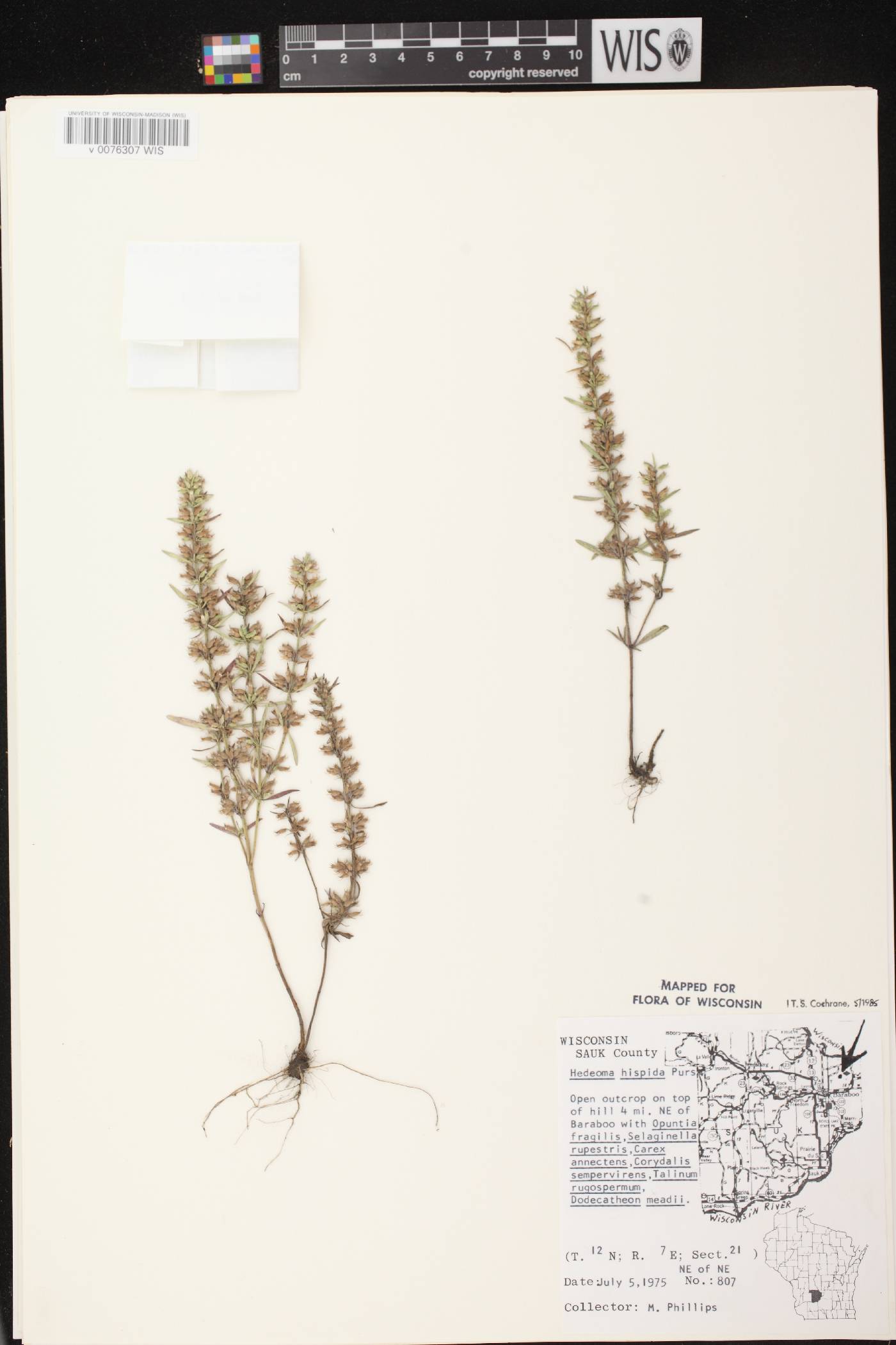 Hedeoma hispida image