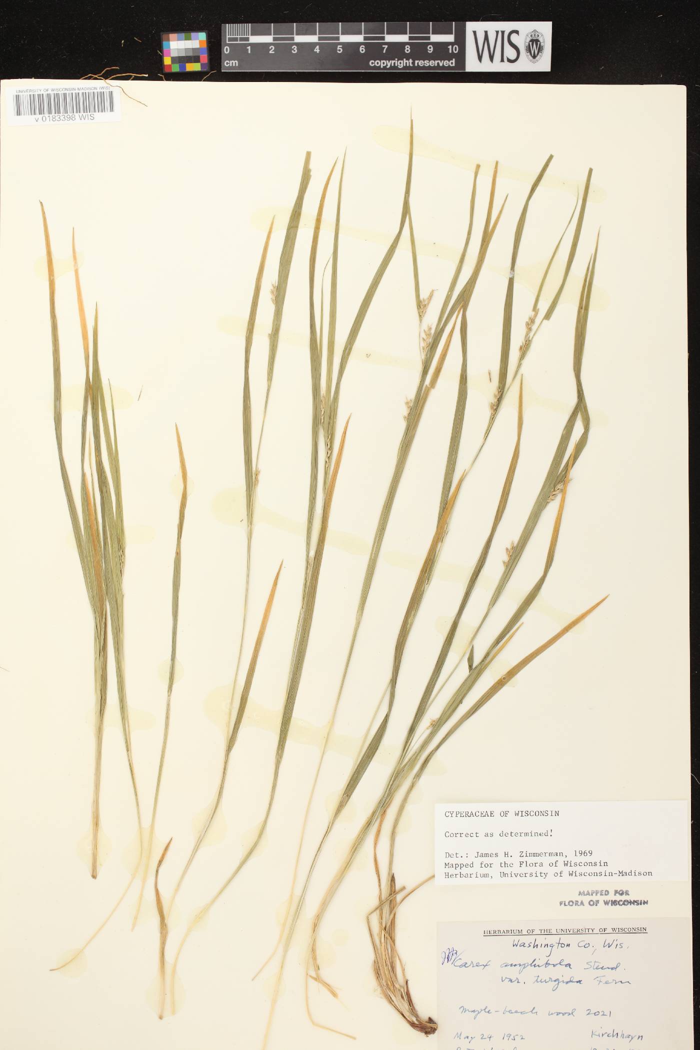 Carex grisea image