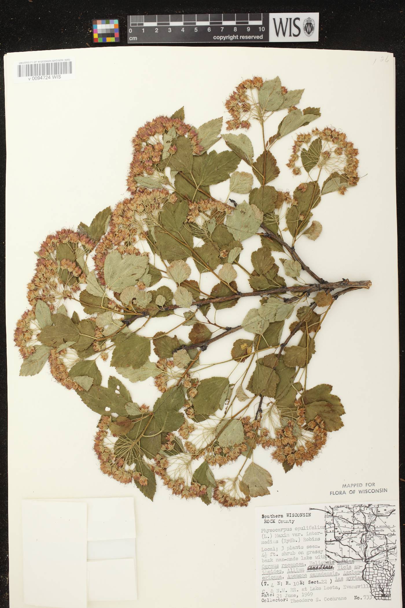 Physocarpus intermedius image