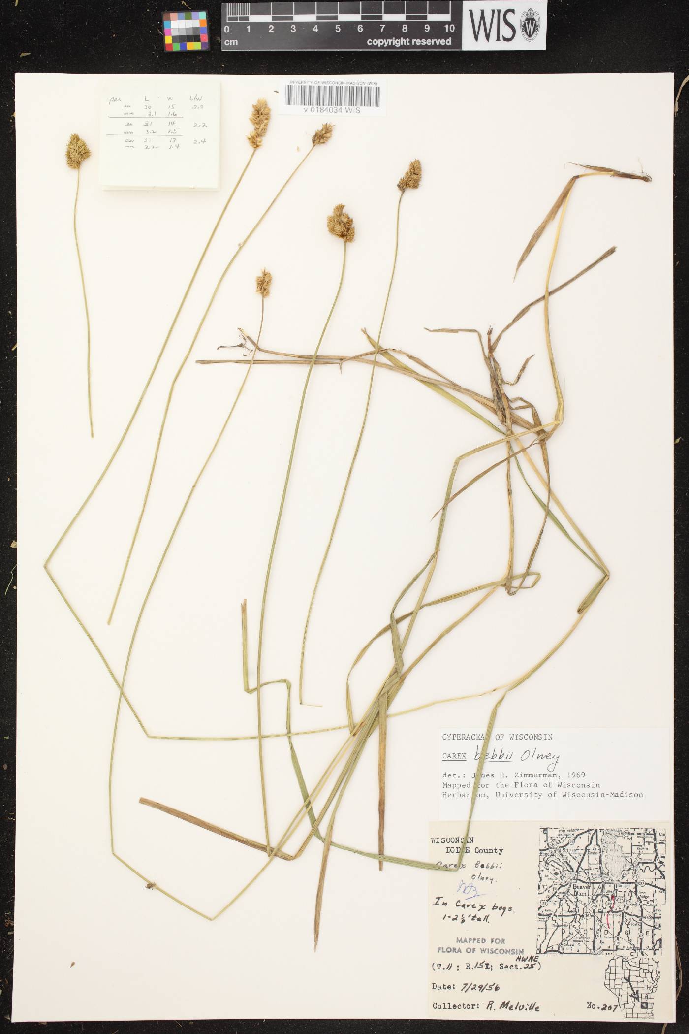 Carex bebbii image