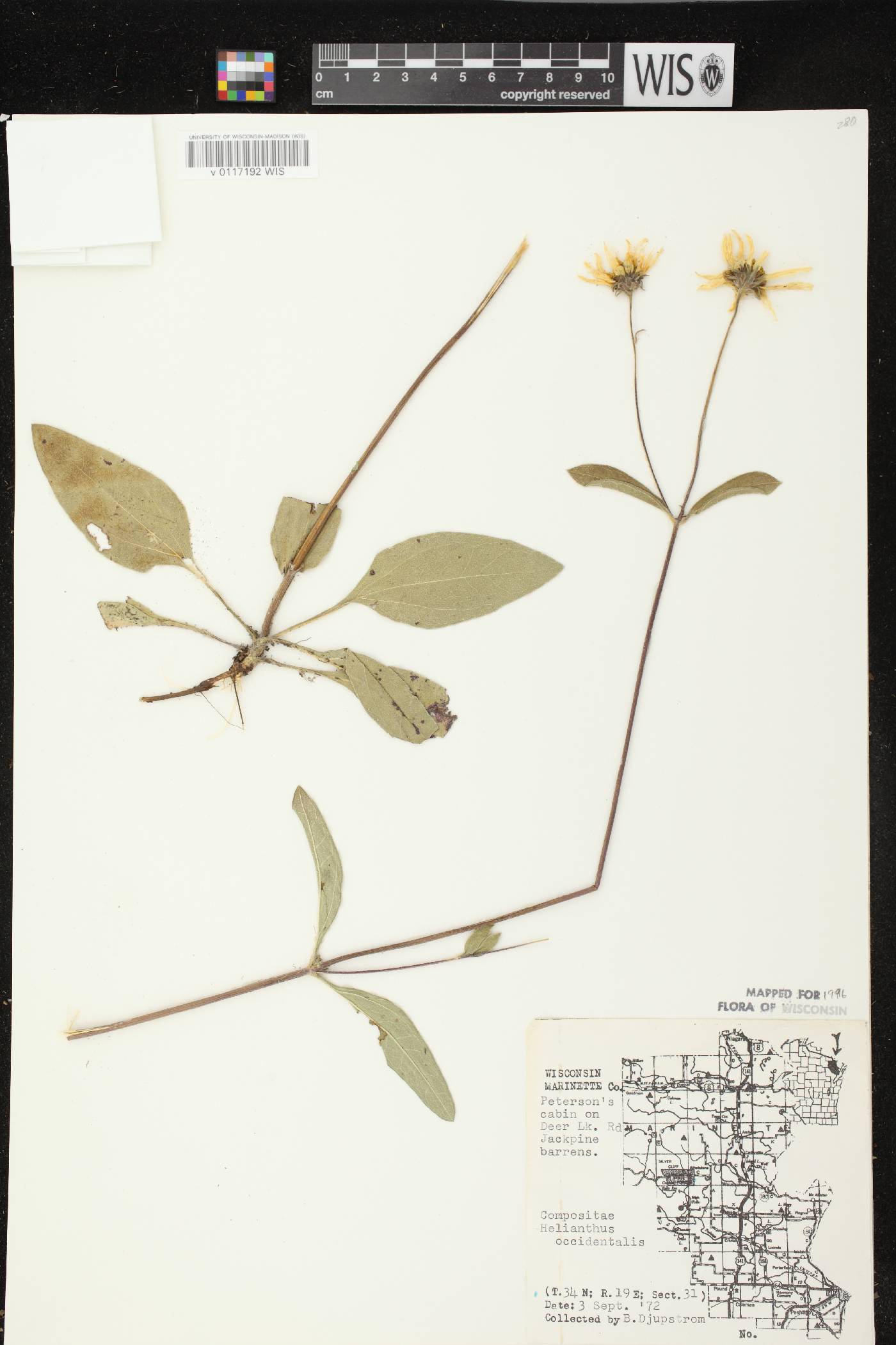 Helianthus occidentalis subsp. occidentalis image
