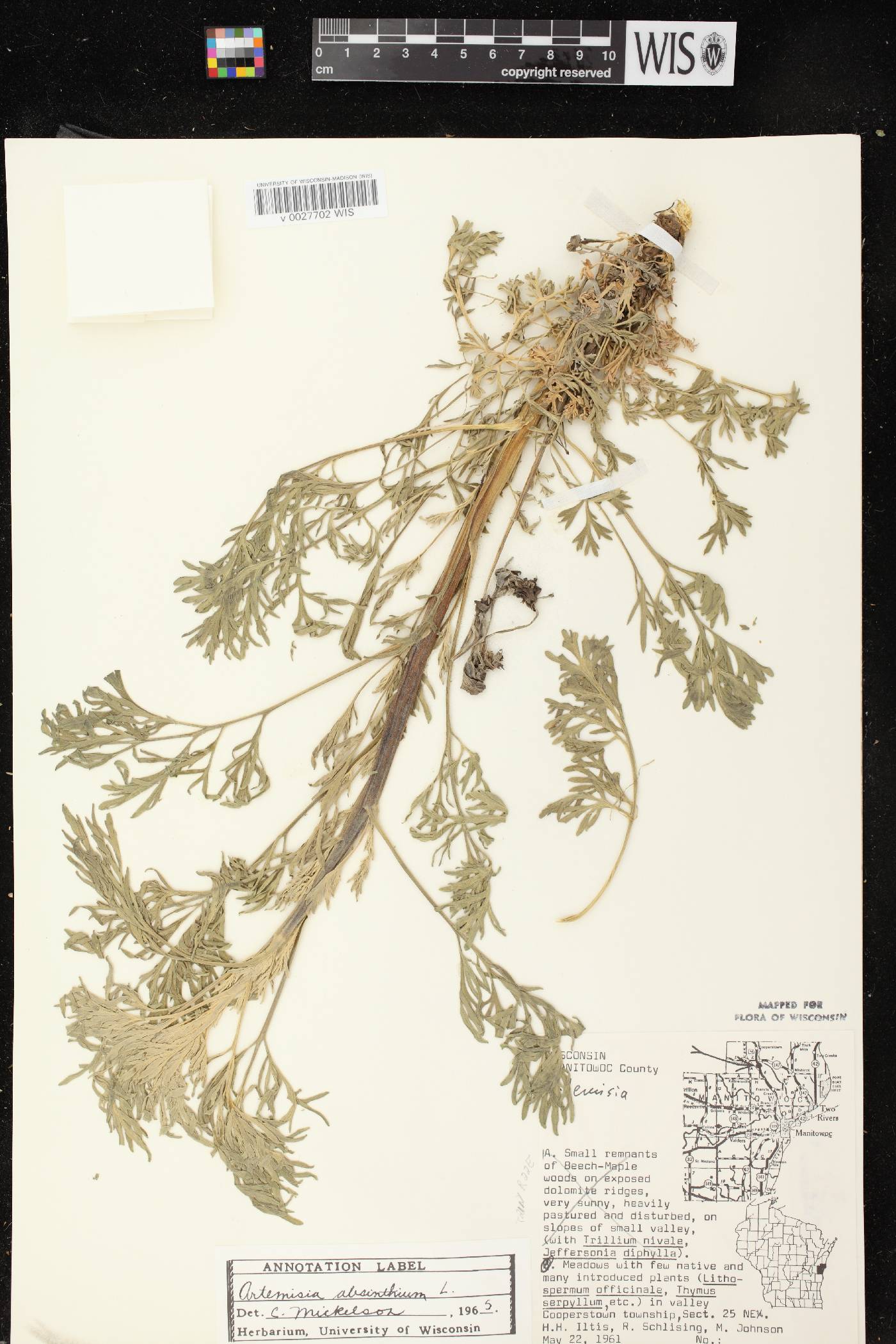 Artemisia absinthium image