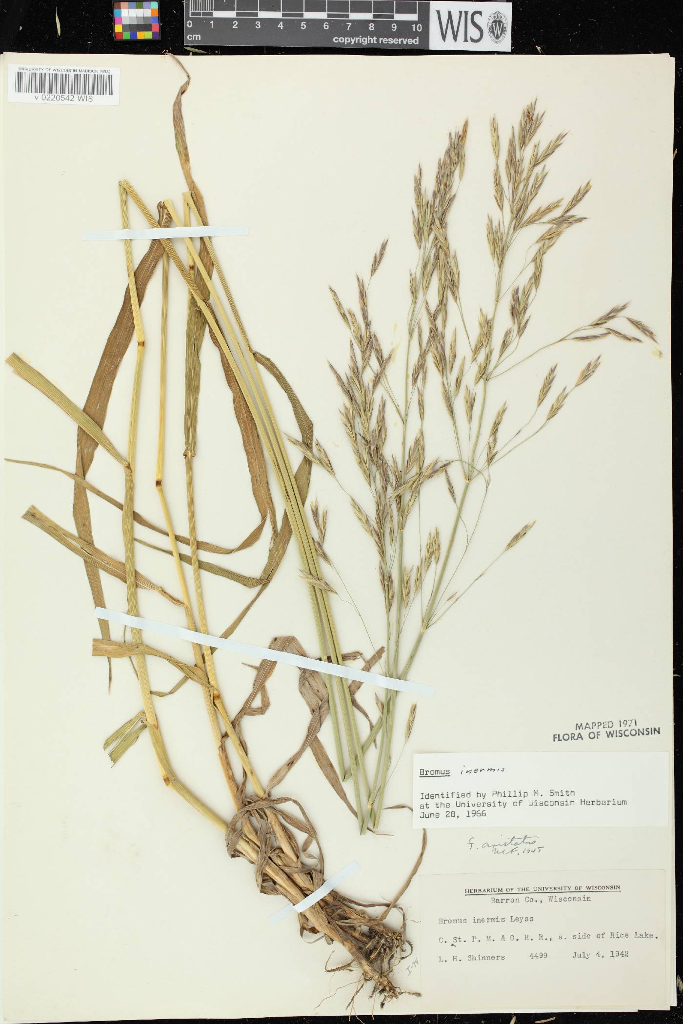 Bromus inermis image