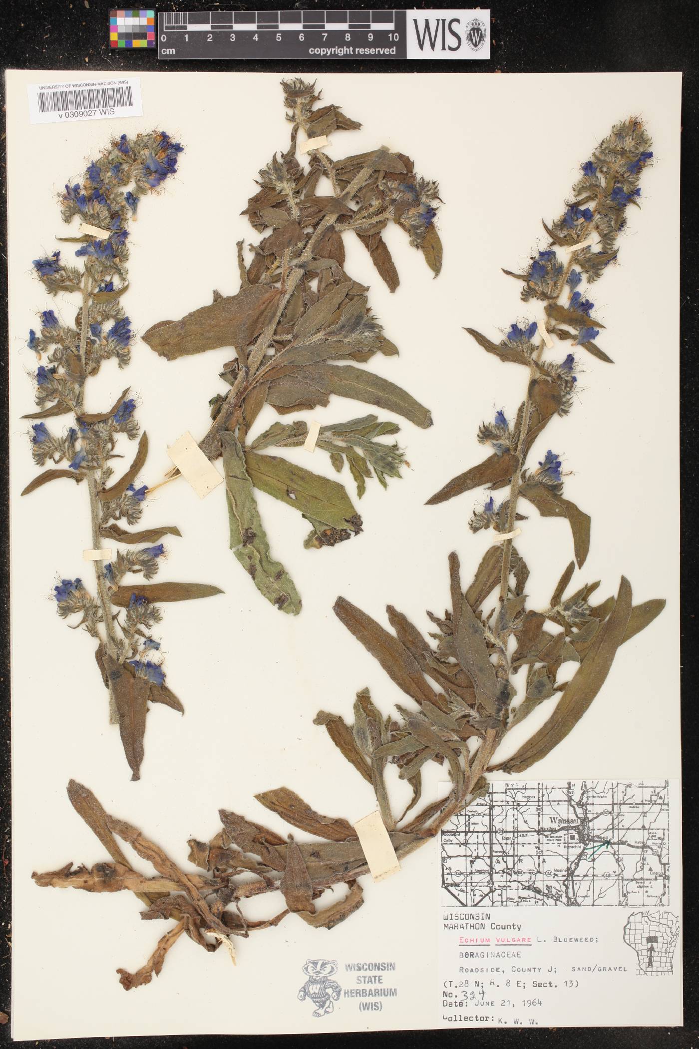 Echium vulgare image