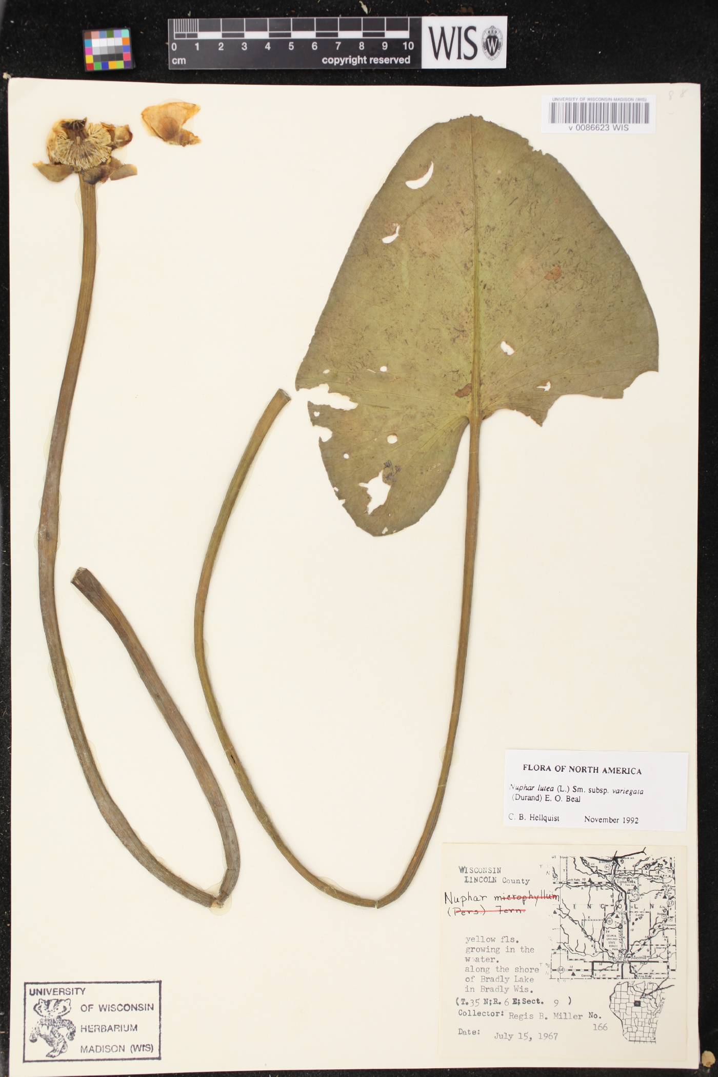 Nuphar variegata image