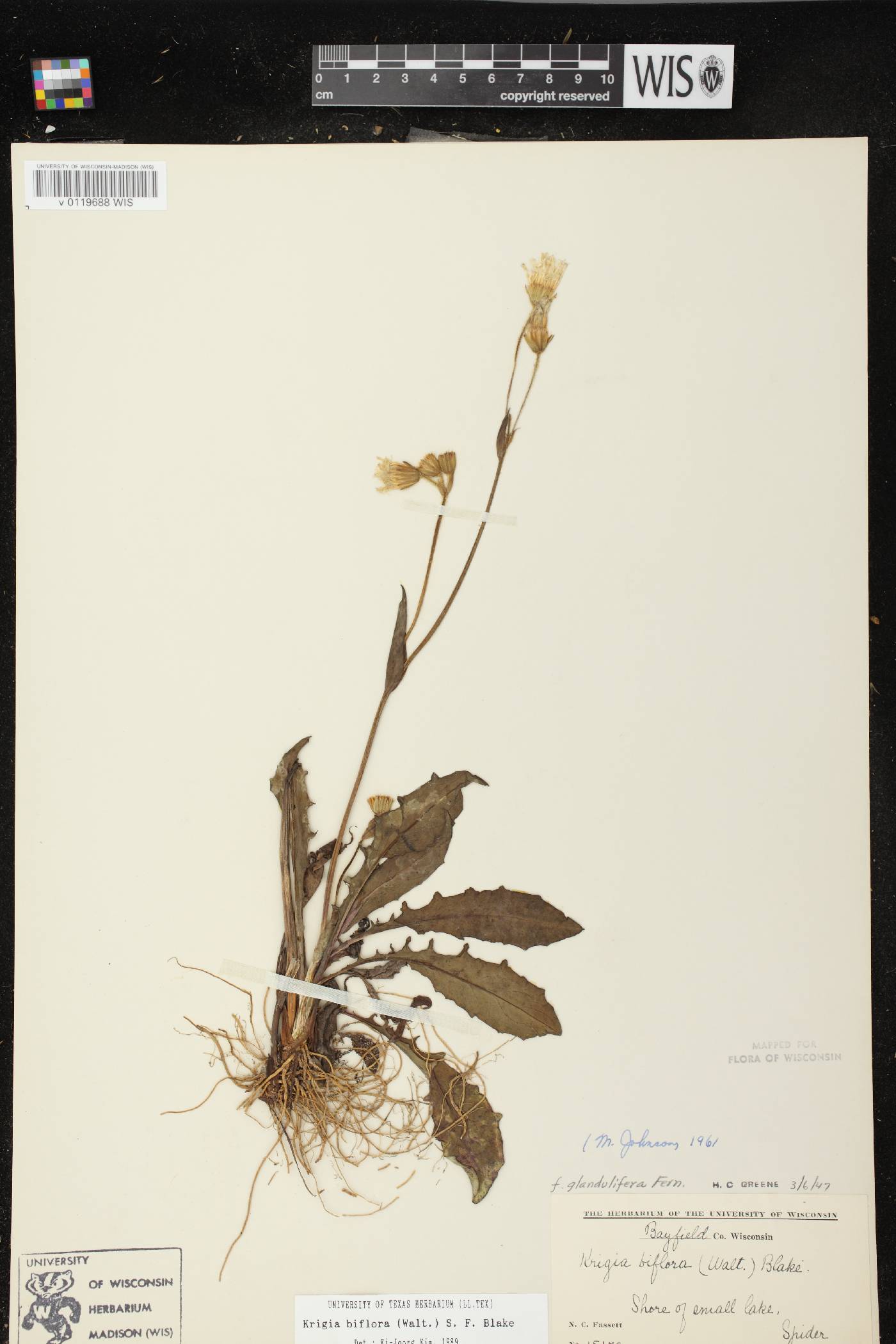 Krigia biflora image