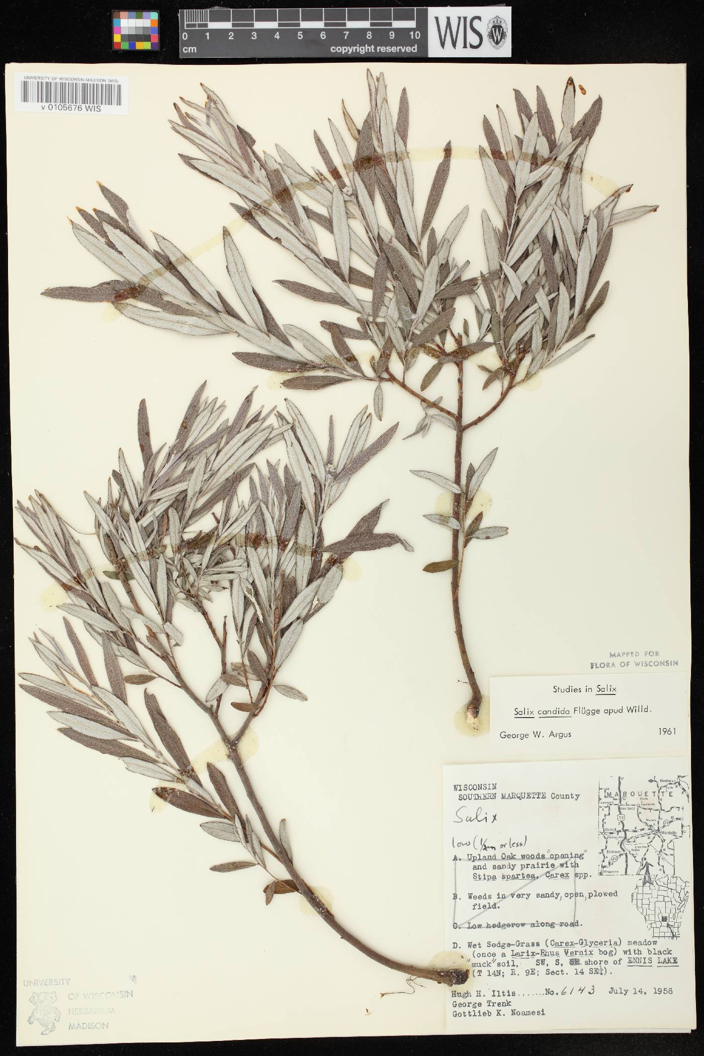 Salix candida image