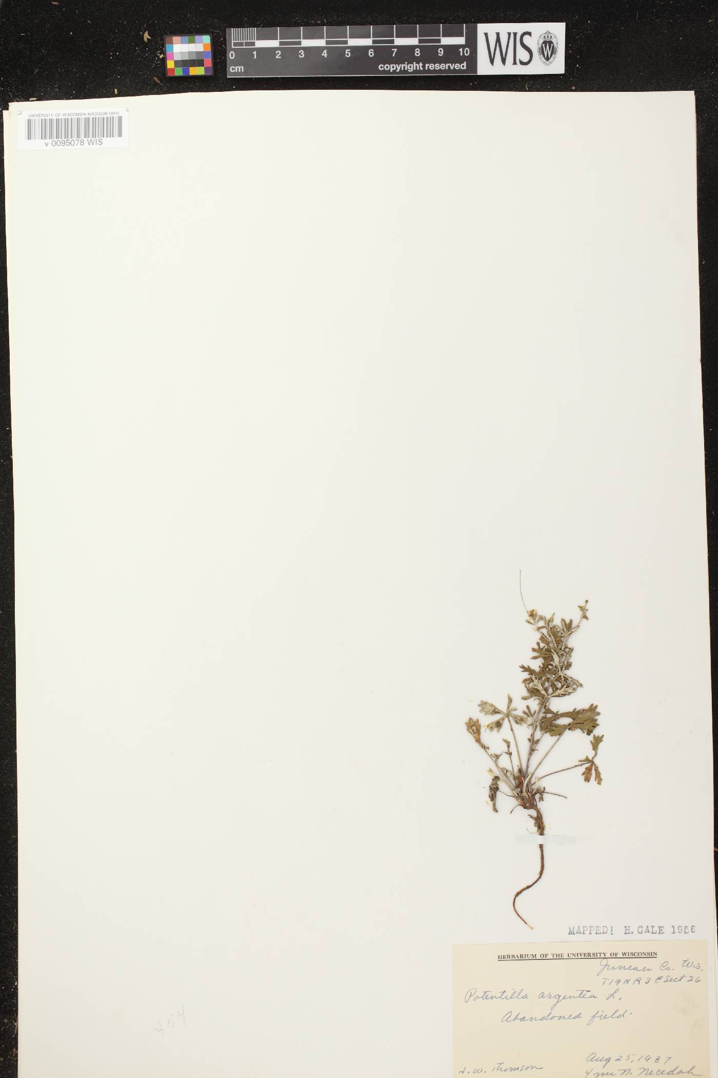 Potentilla argentea image