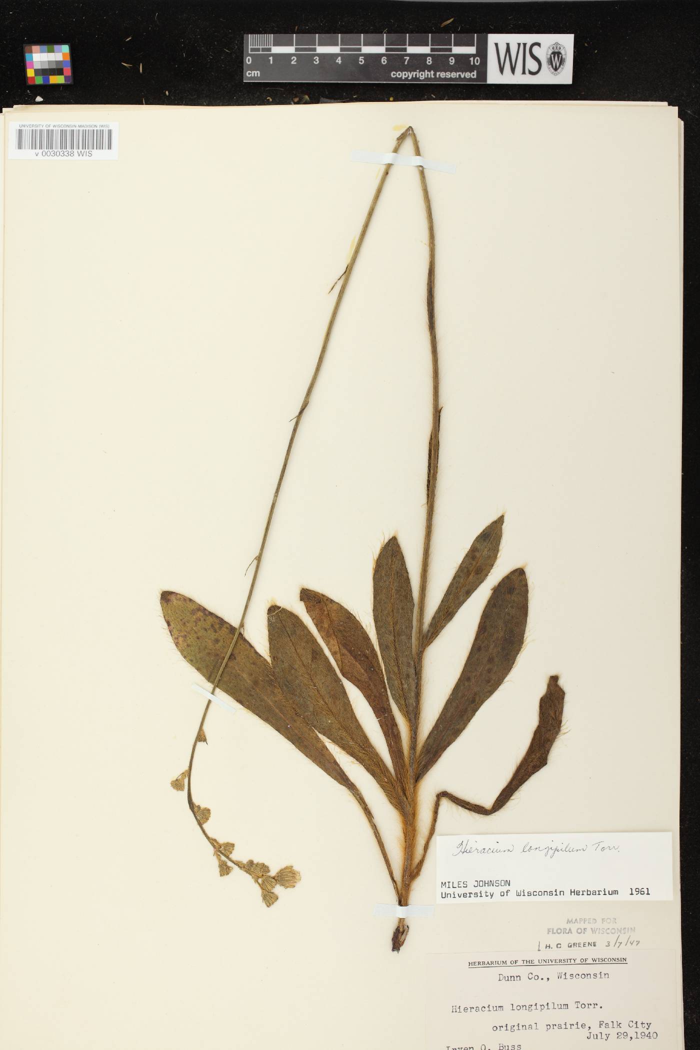 Hieracium longipilum image