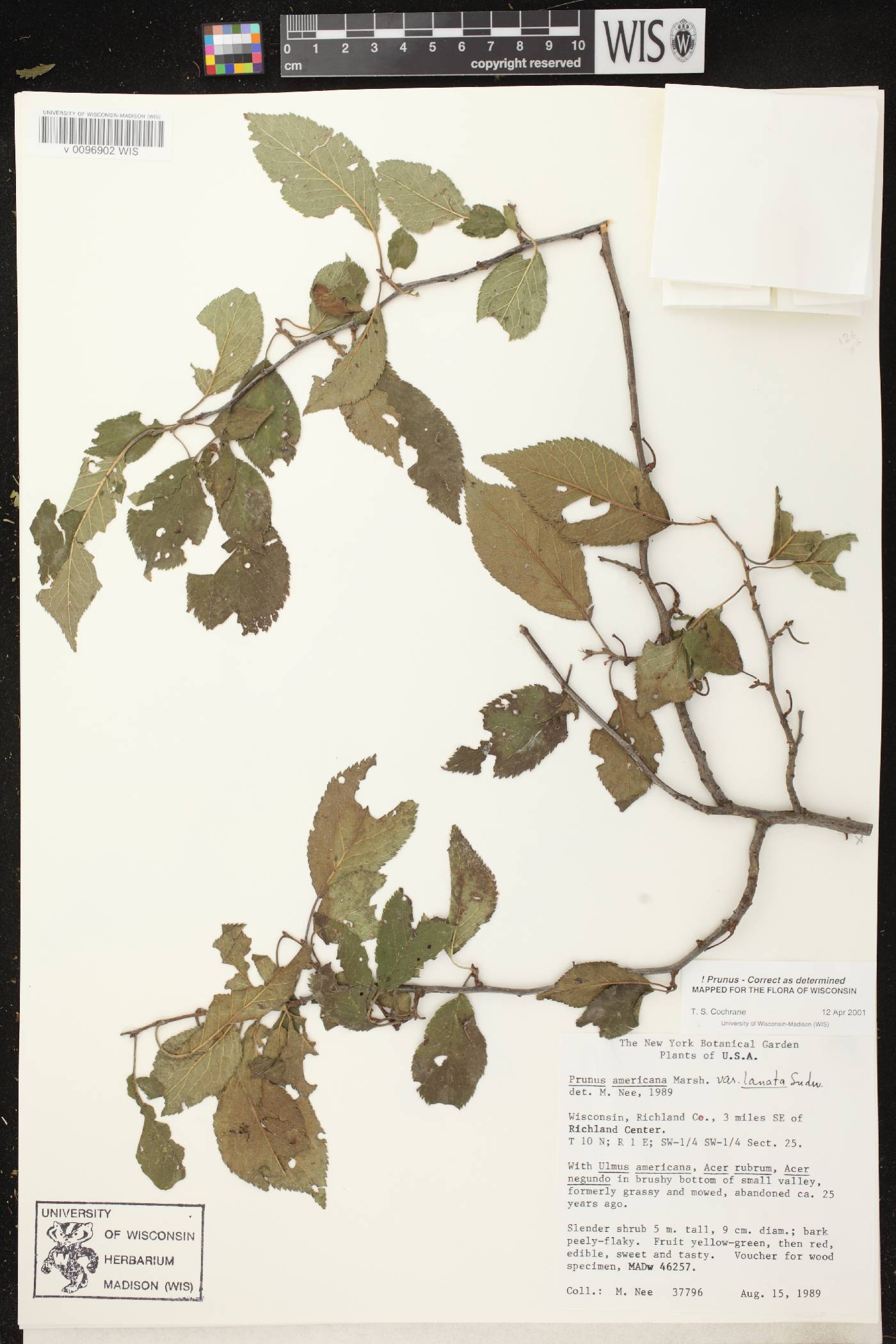 Prunus americana image
