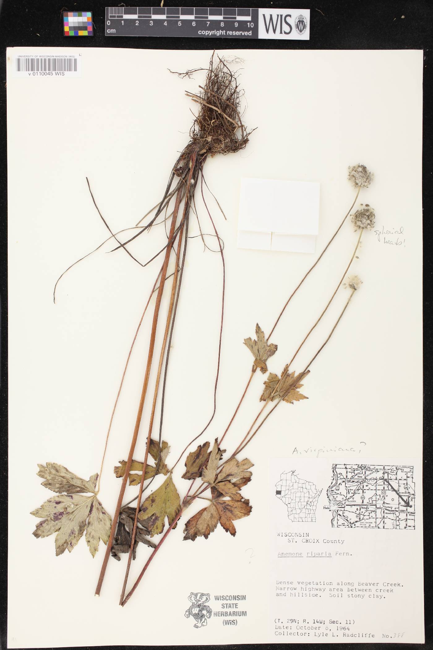 Anemone virginiana image