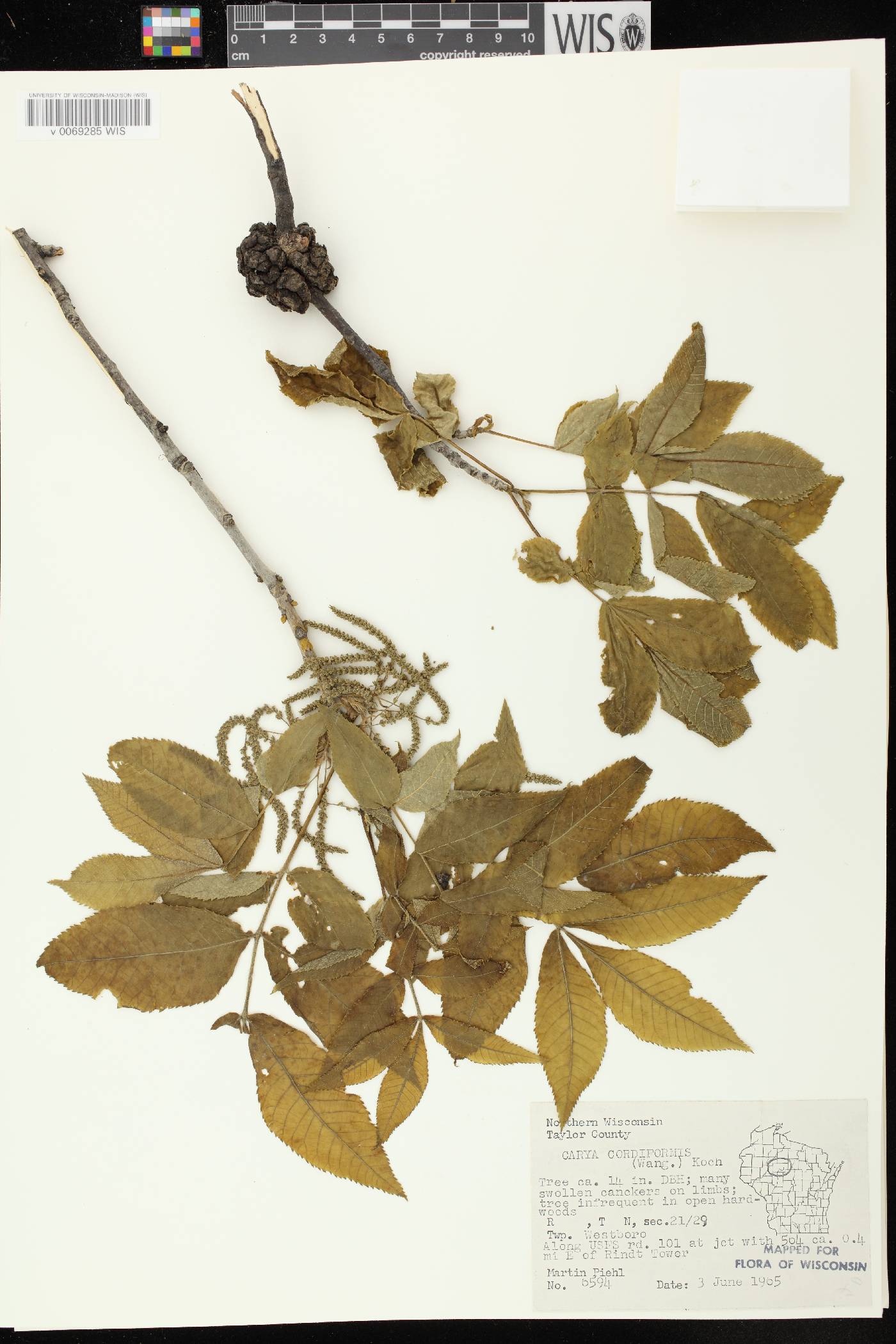 Carya cordiformis image