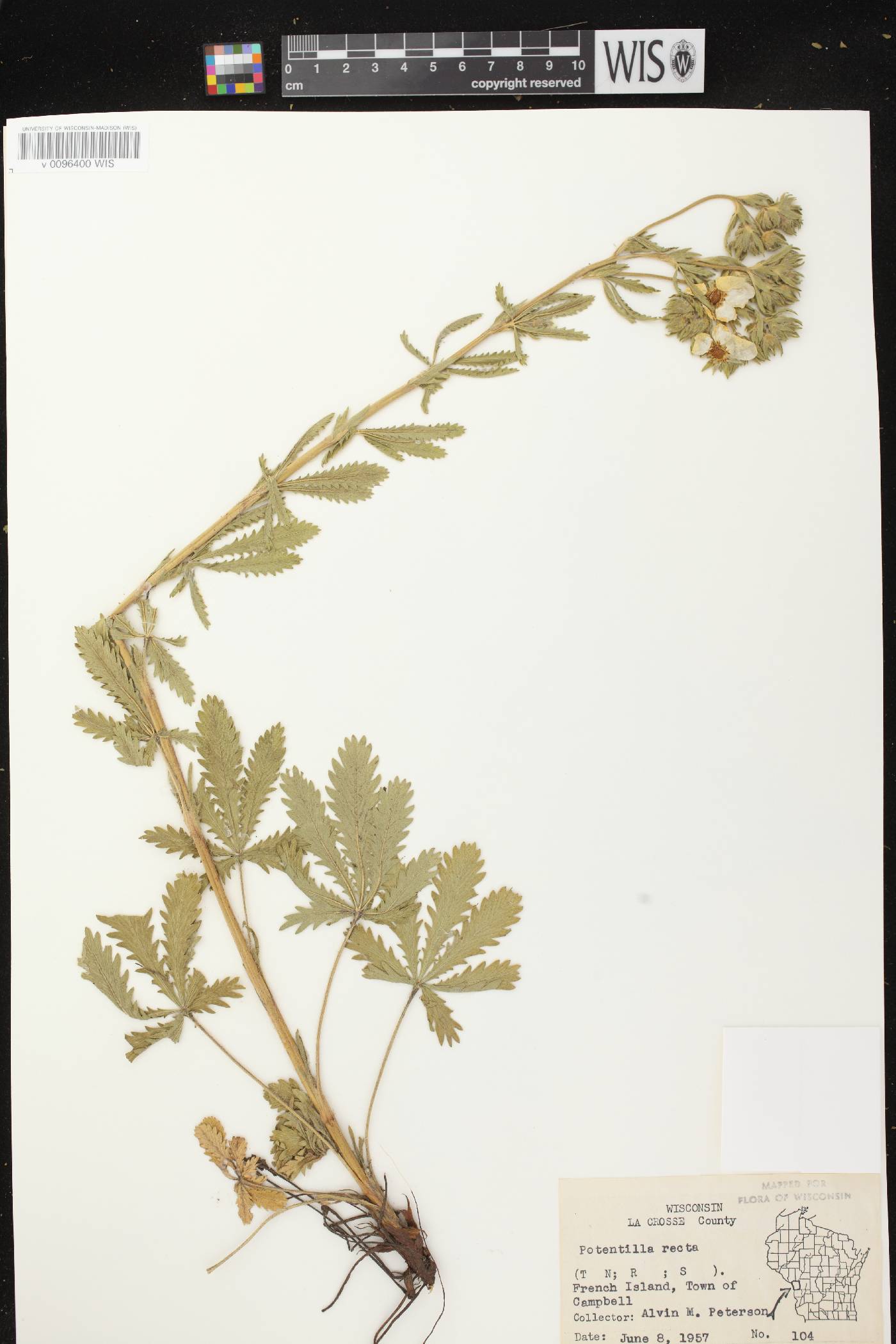 Potentilla recta image