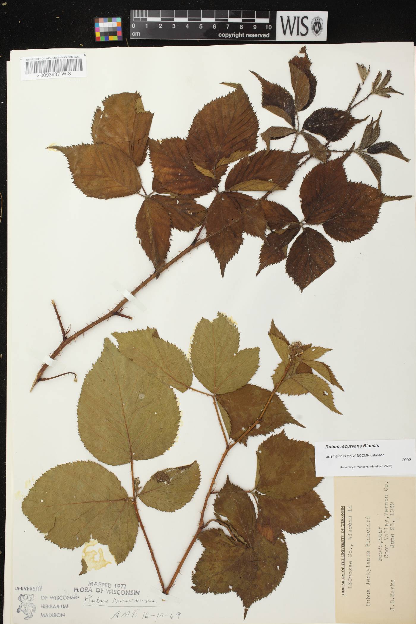 Rubus pensilvanicus image