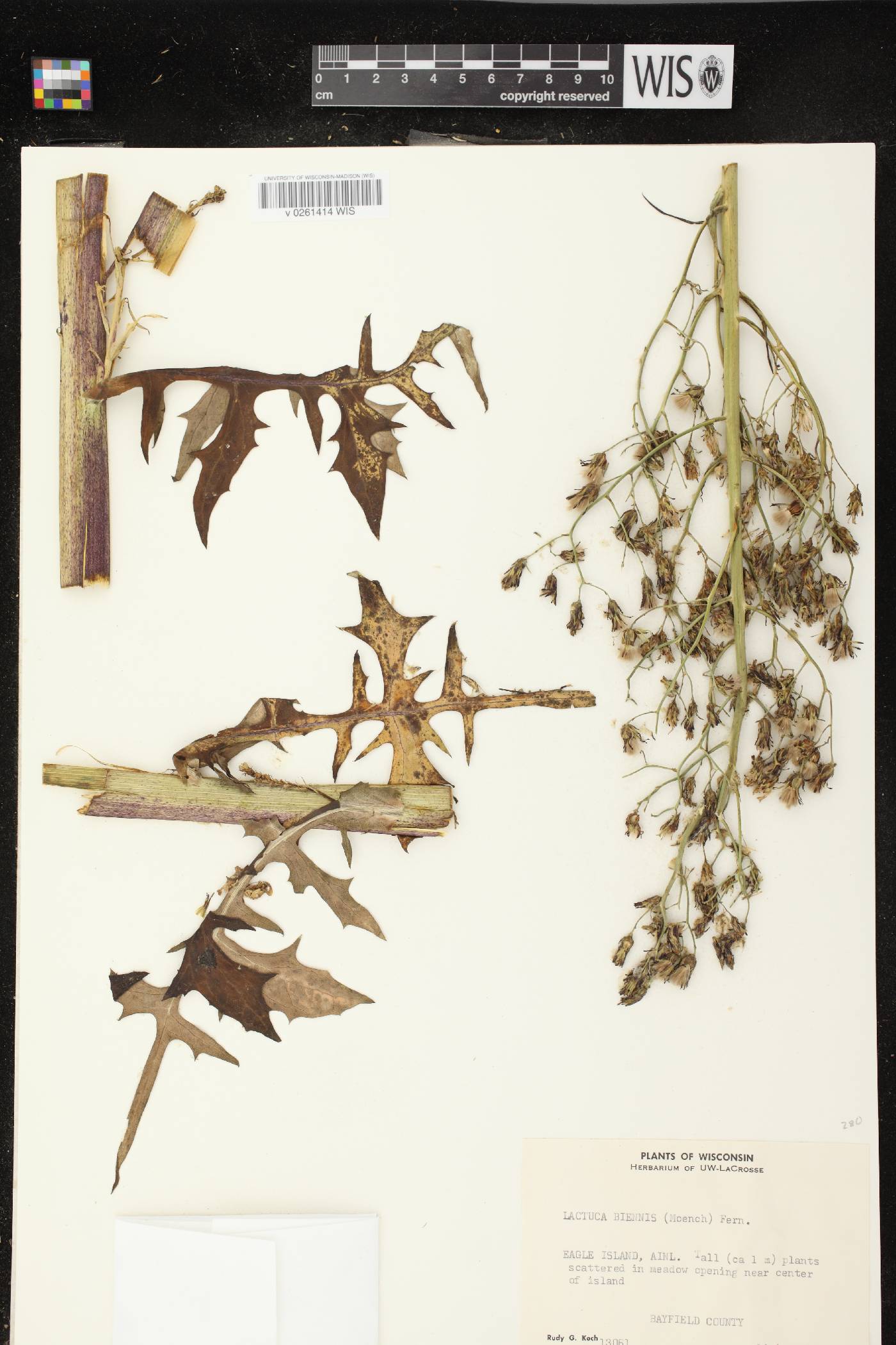 Lactuca biennis image