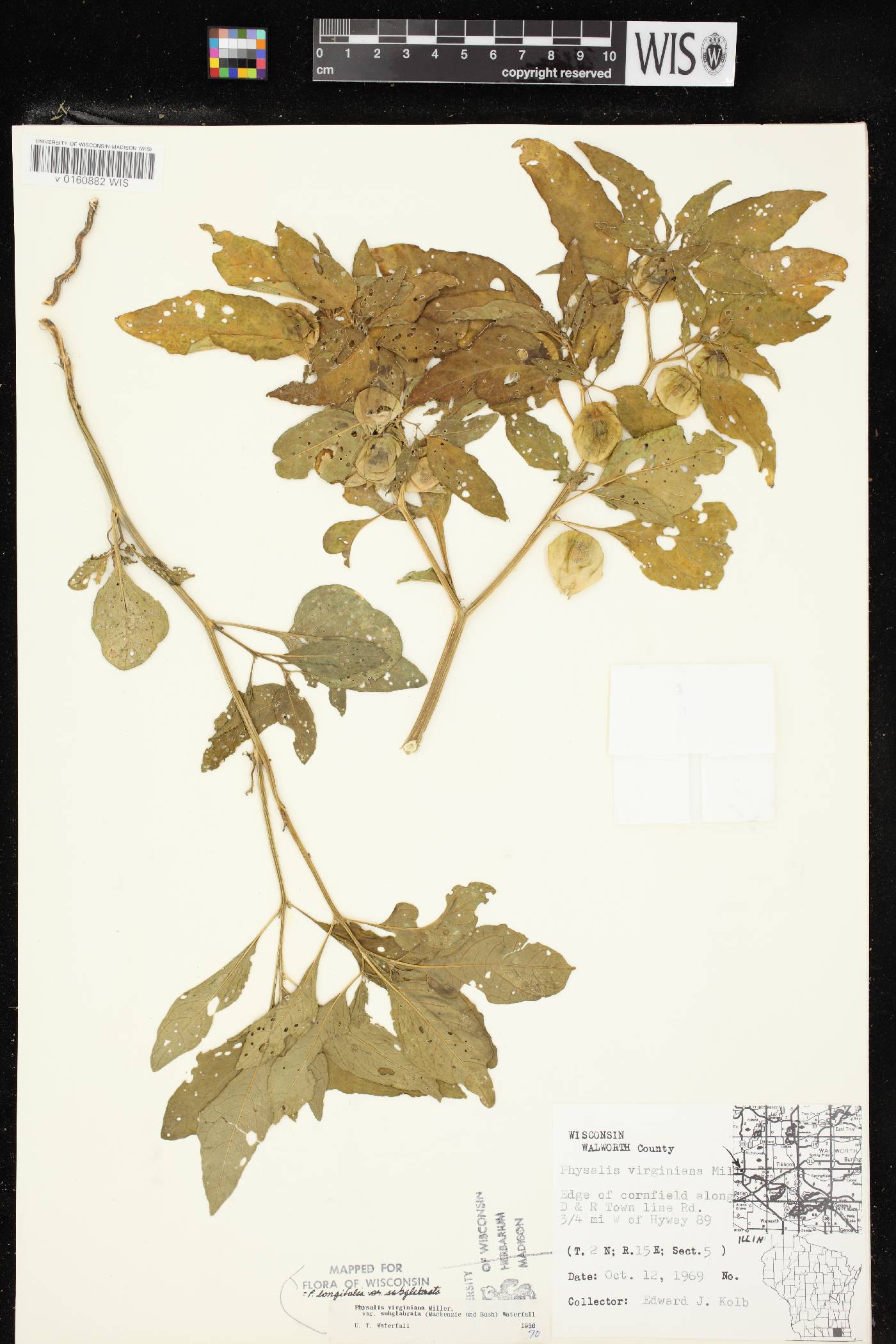 Physalis longifolia image