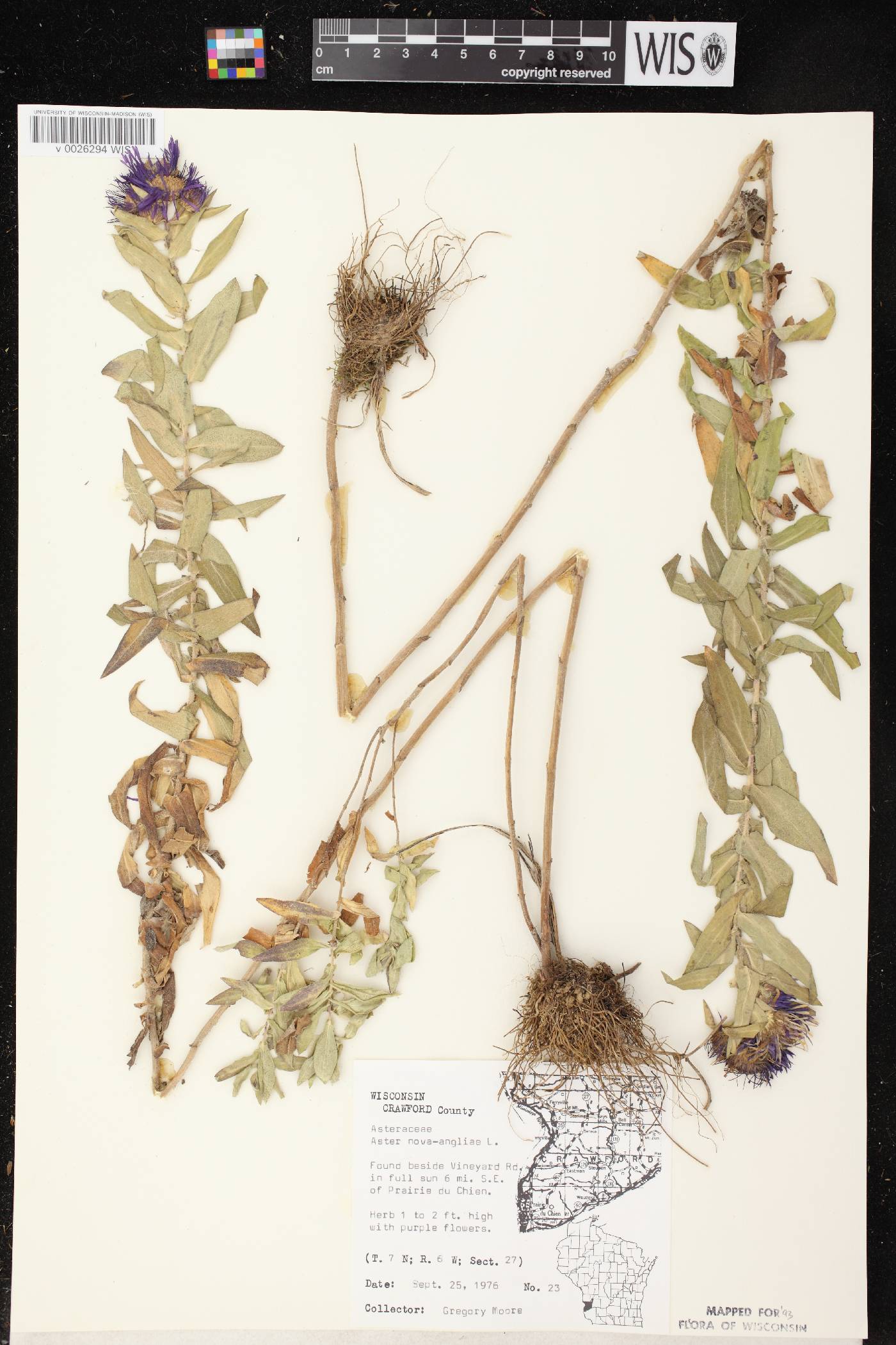 Symphyotrichum novae-angliae image