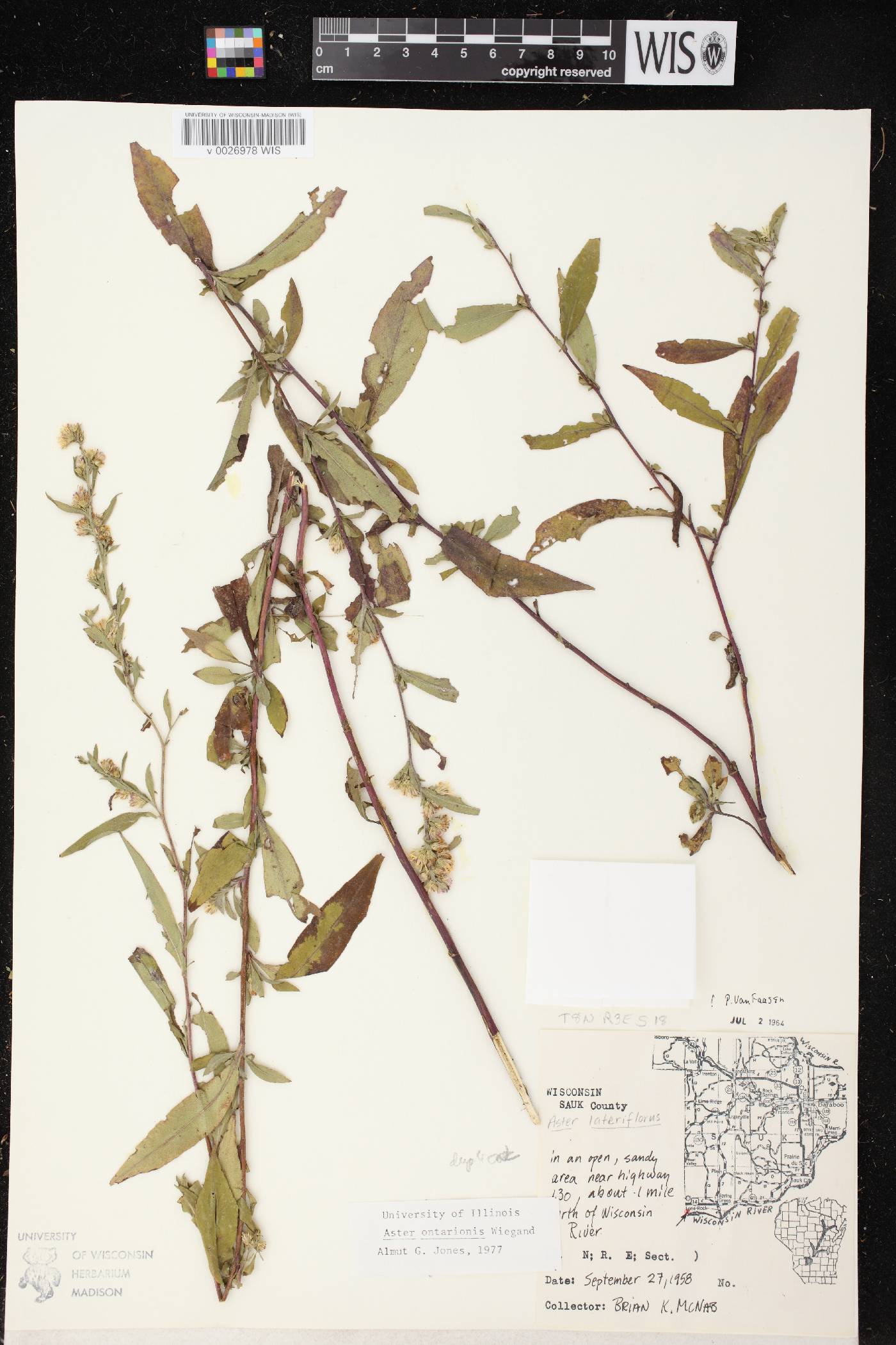 Symphyotrichum ontarionis image