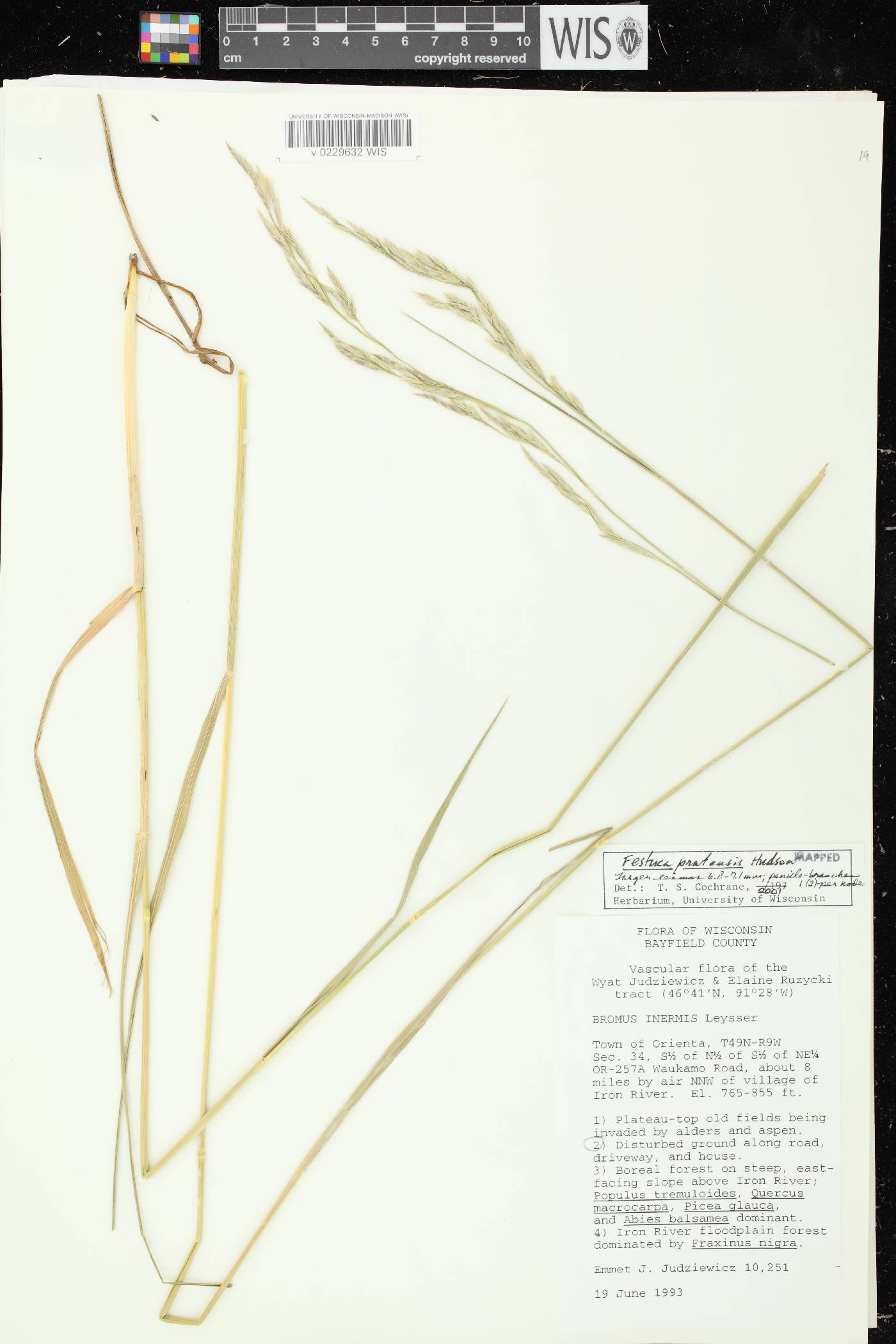 Lolium pratense image