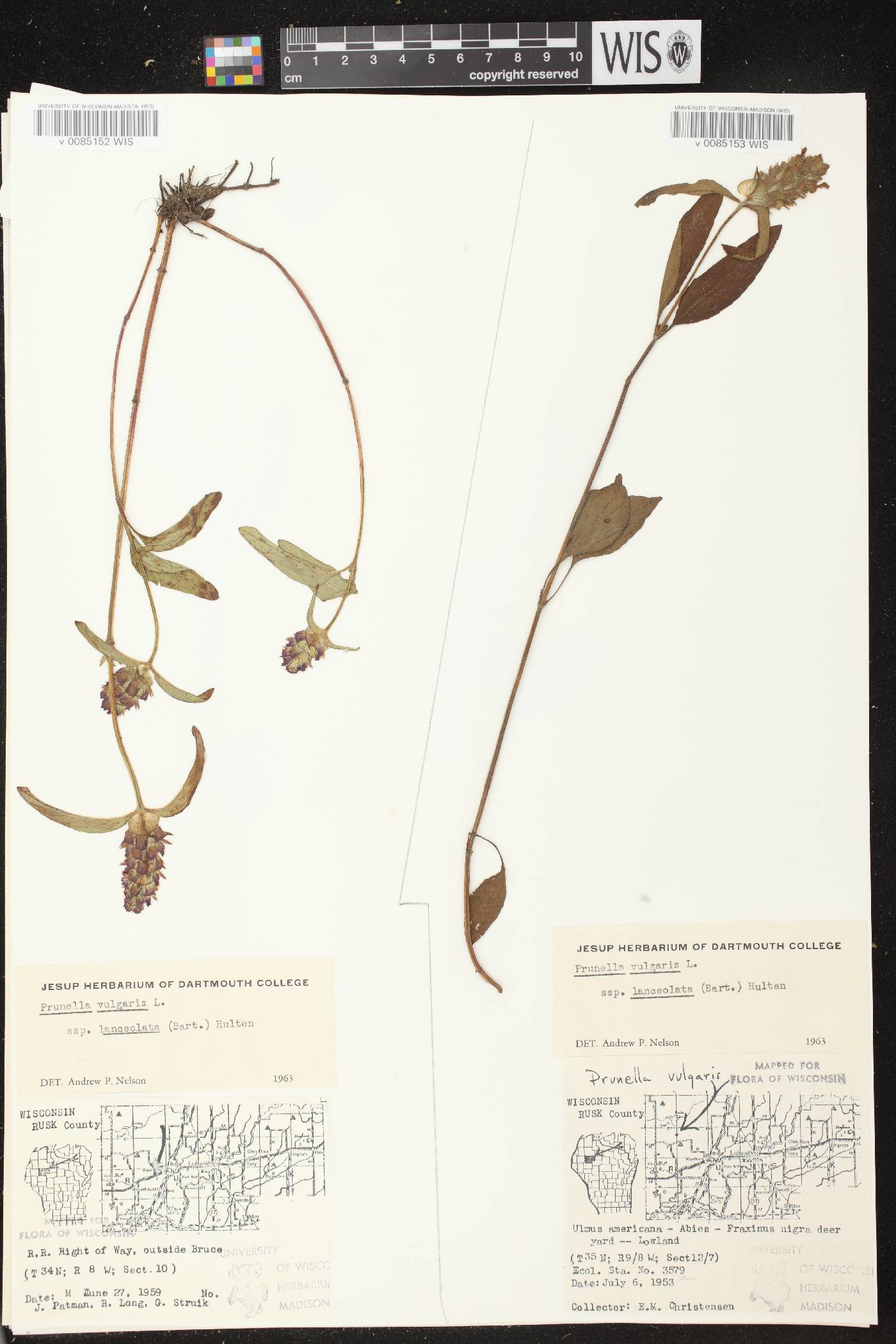 Prunella vulgaris subsp. lanceolata image