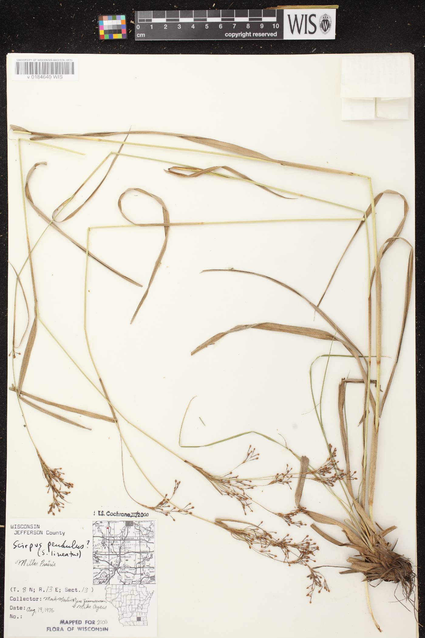 Scirpus pendulus image