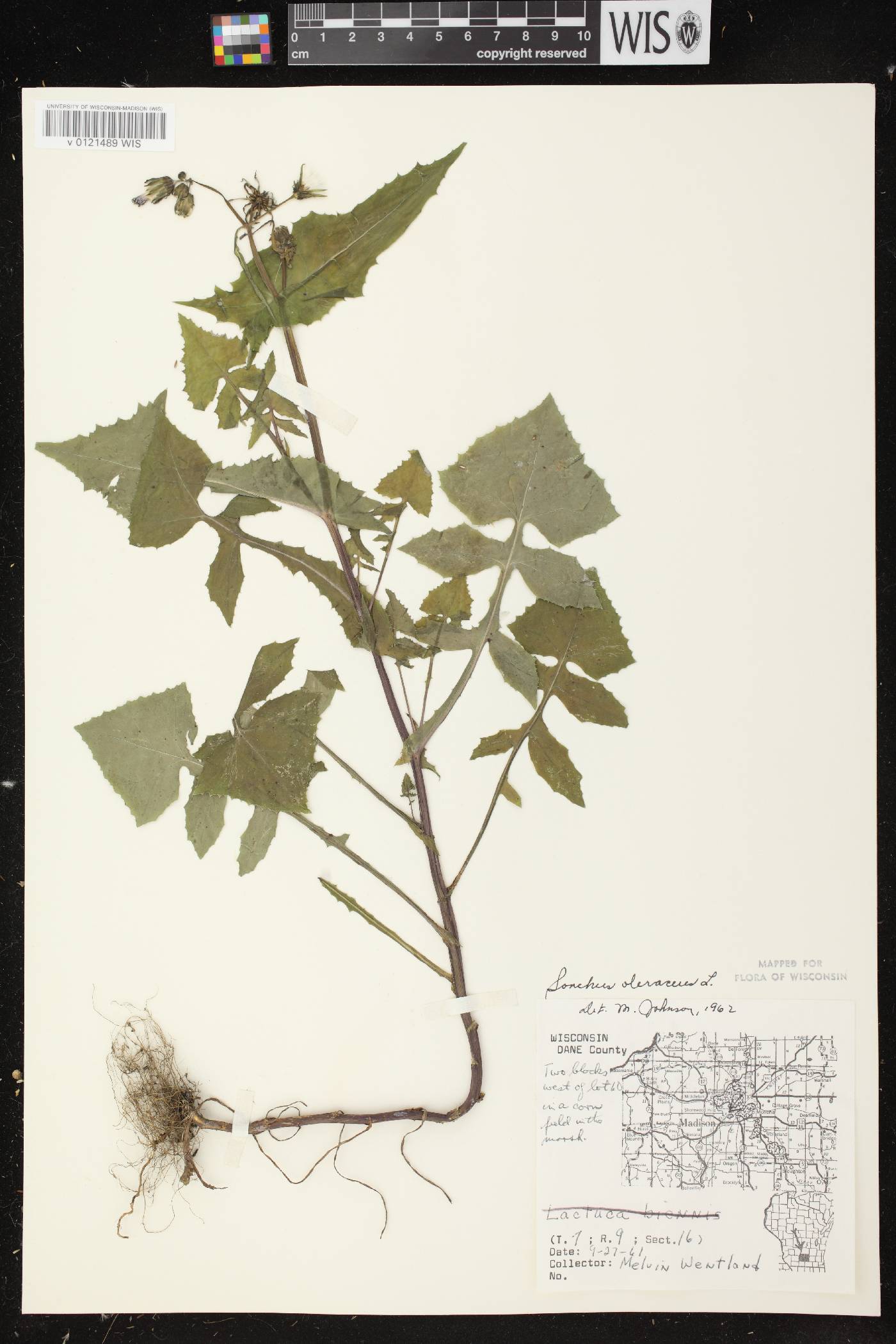 Sonchus oleraceus image