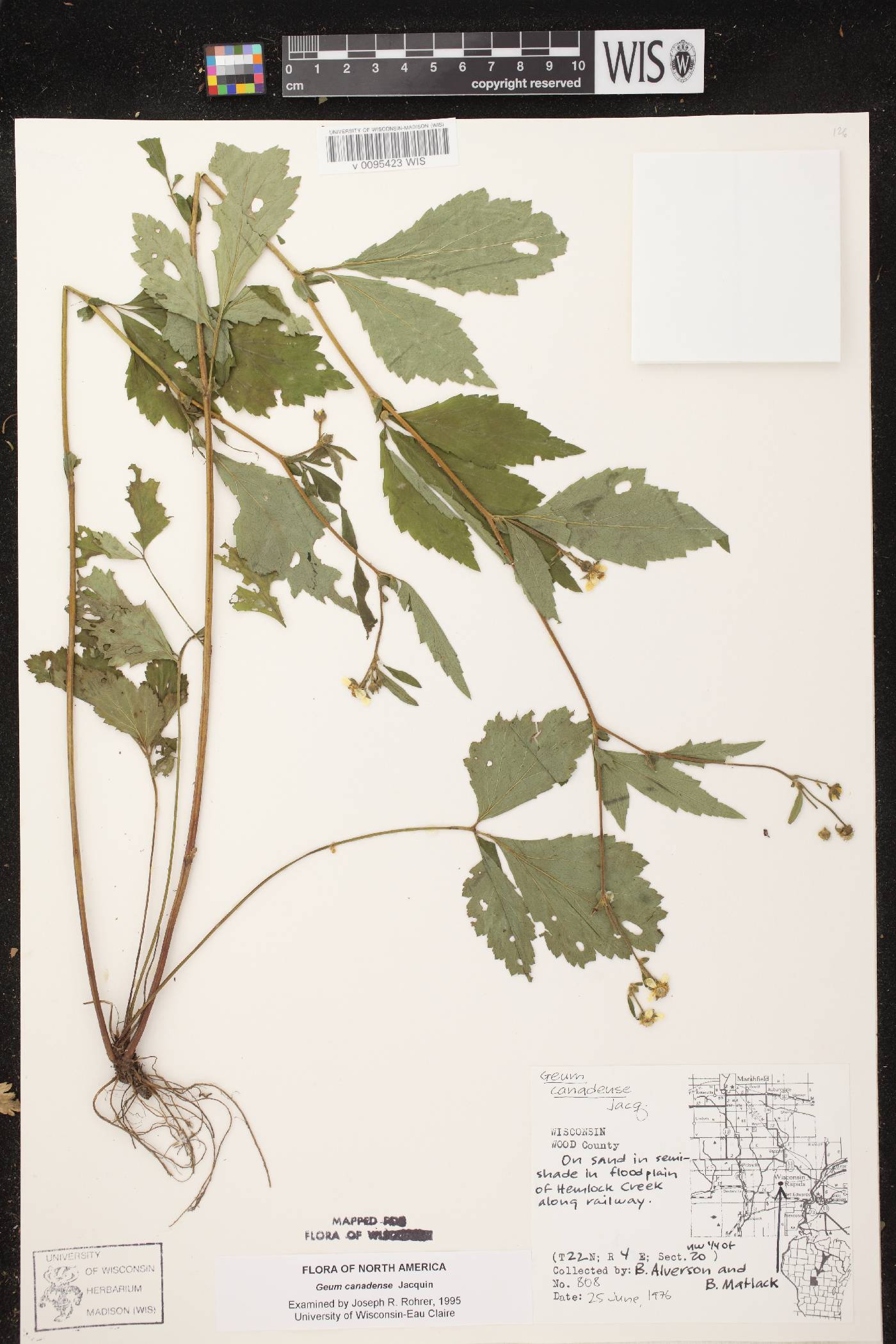 Geum canadense image