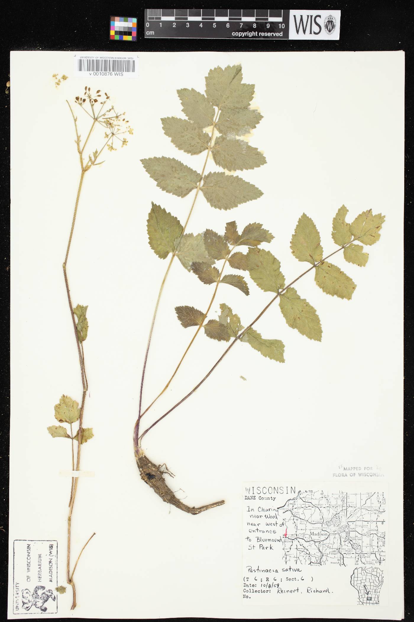 Pastinaca sativa image