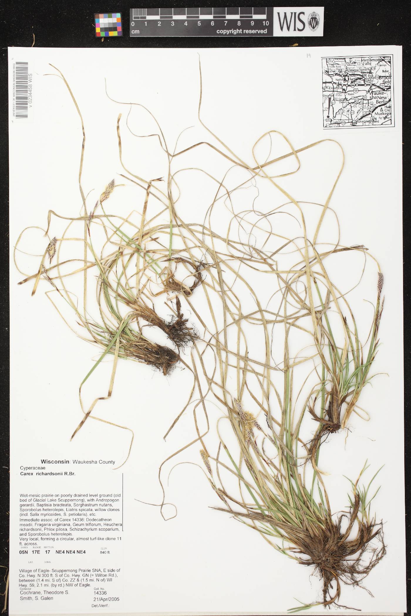 Carex richardsonii image